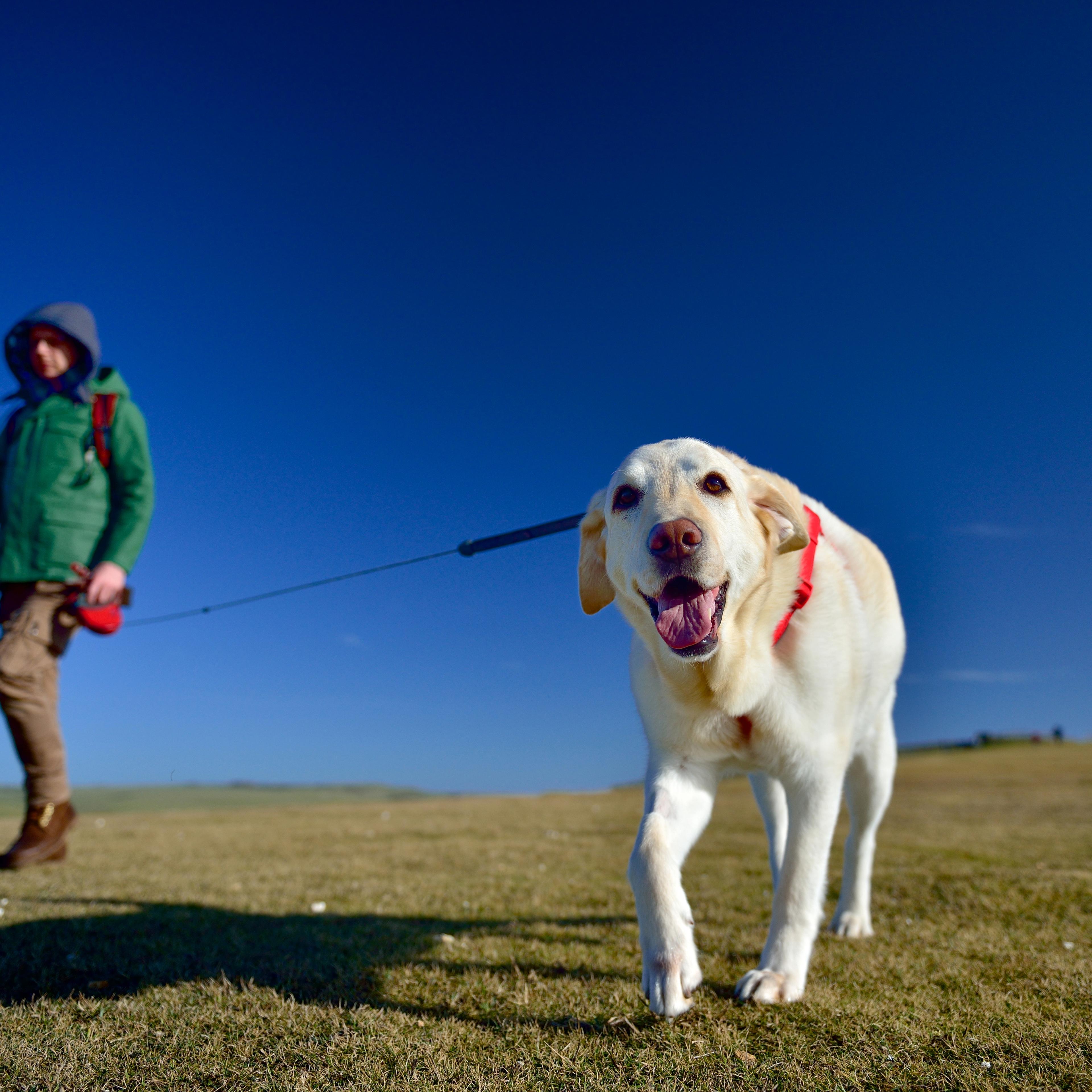 Man and his dog walking in countryside