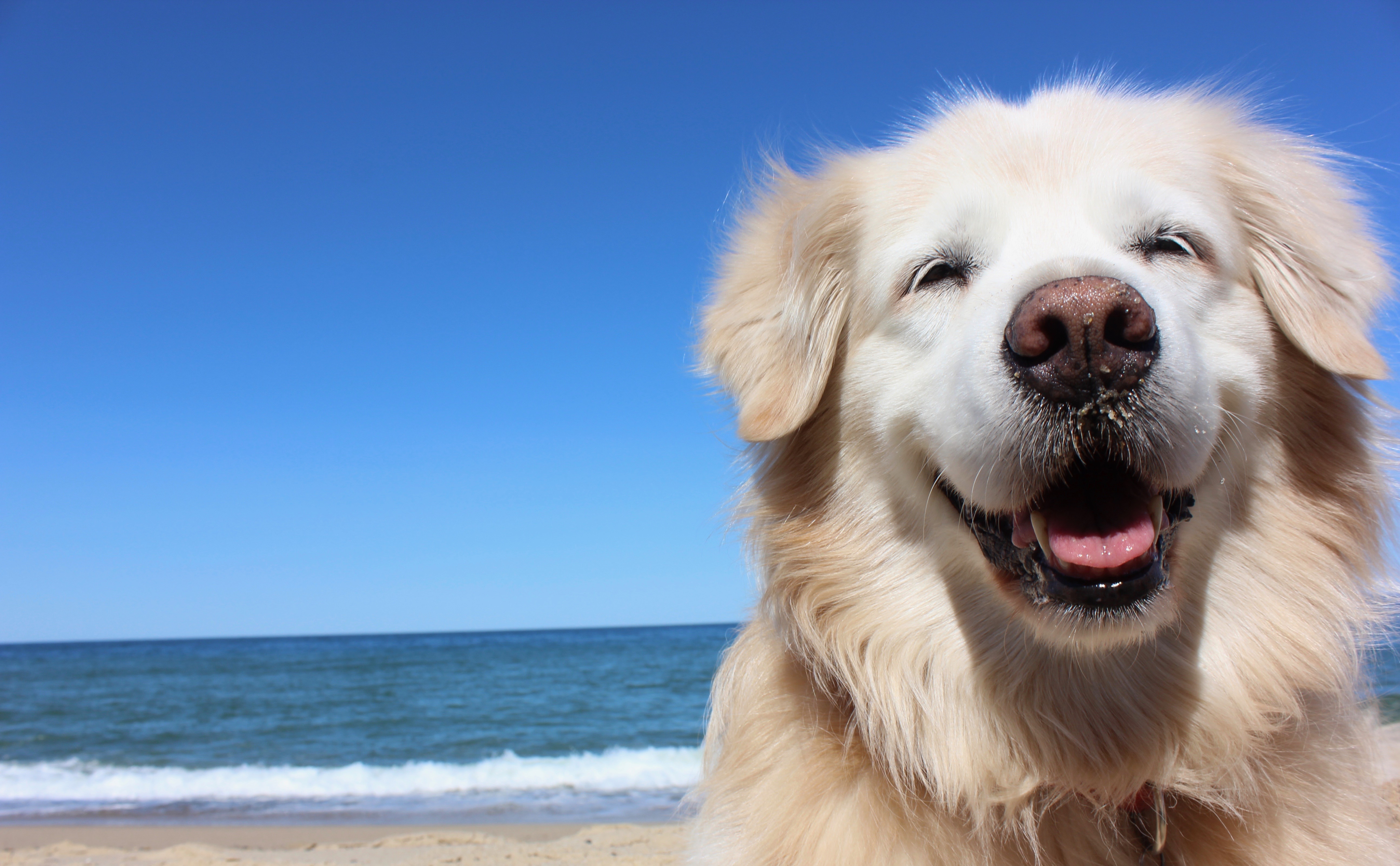 Smiling Golden Retriever