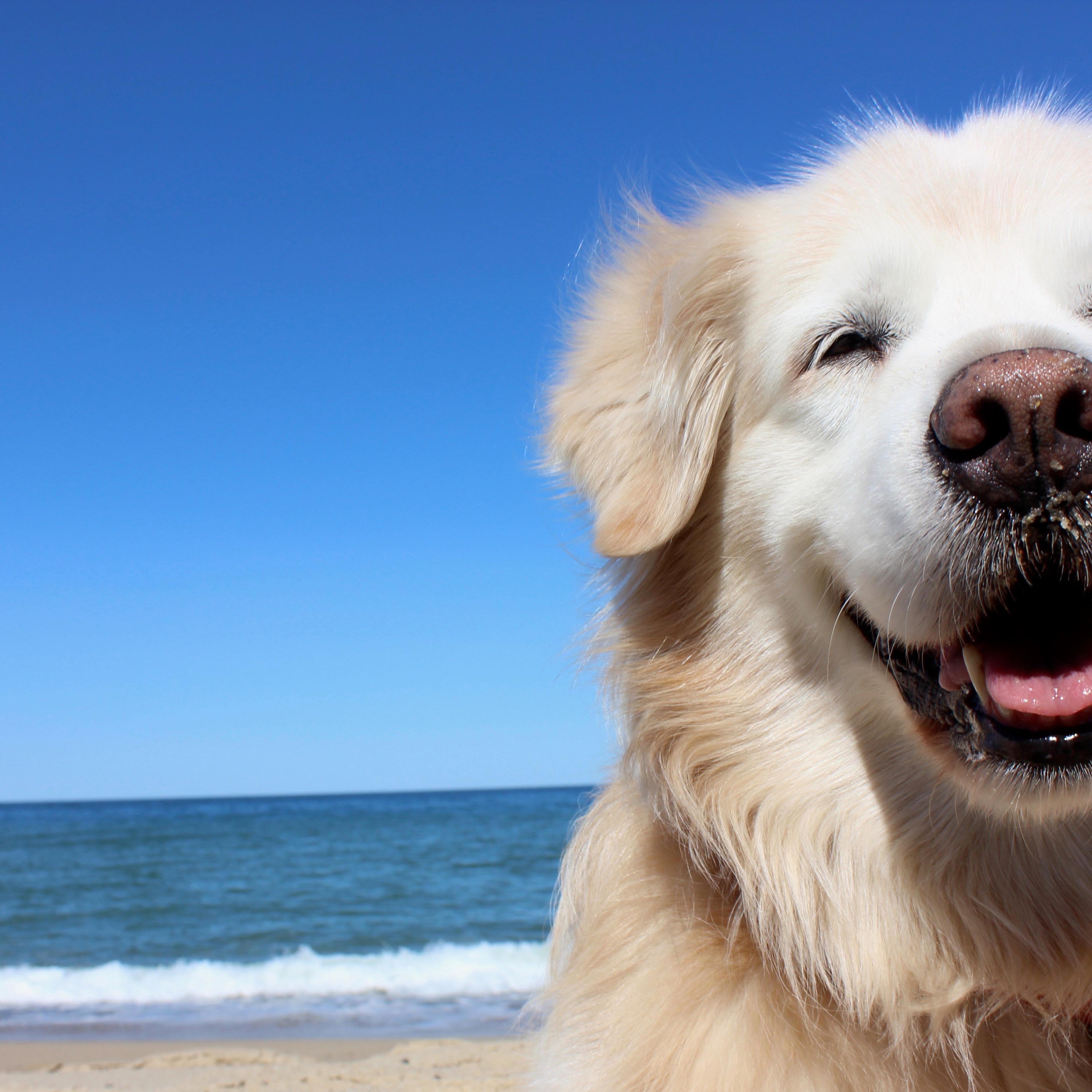 Smiling Golden Retriever