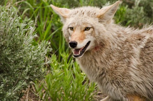 Coyote hunting