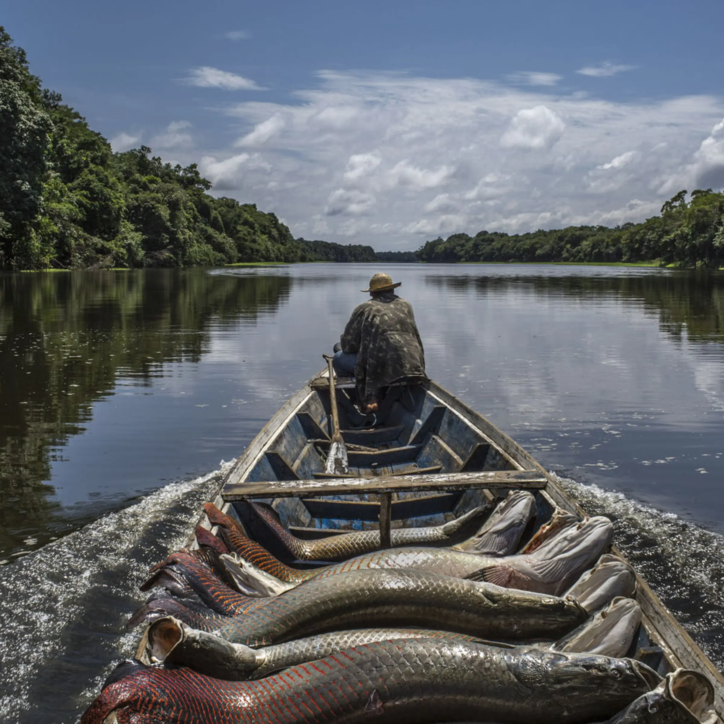A fisherman guides his canoe laden with pirarucu out of Lago do Macaco, or Monkey's Lake, in Brazilís Amazonas region.