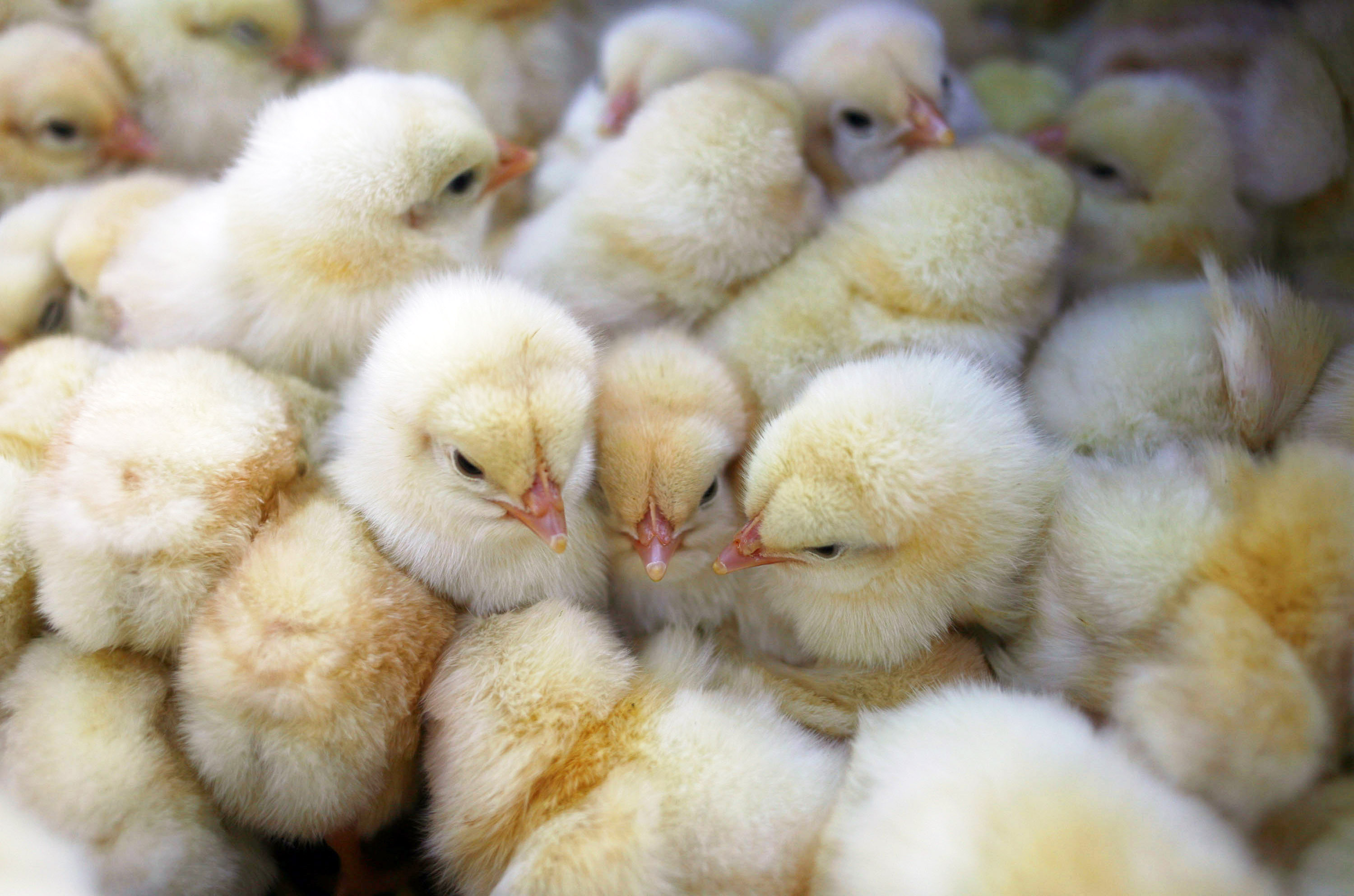 Chickens Prove Popular Pet With Chinese Children