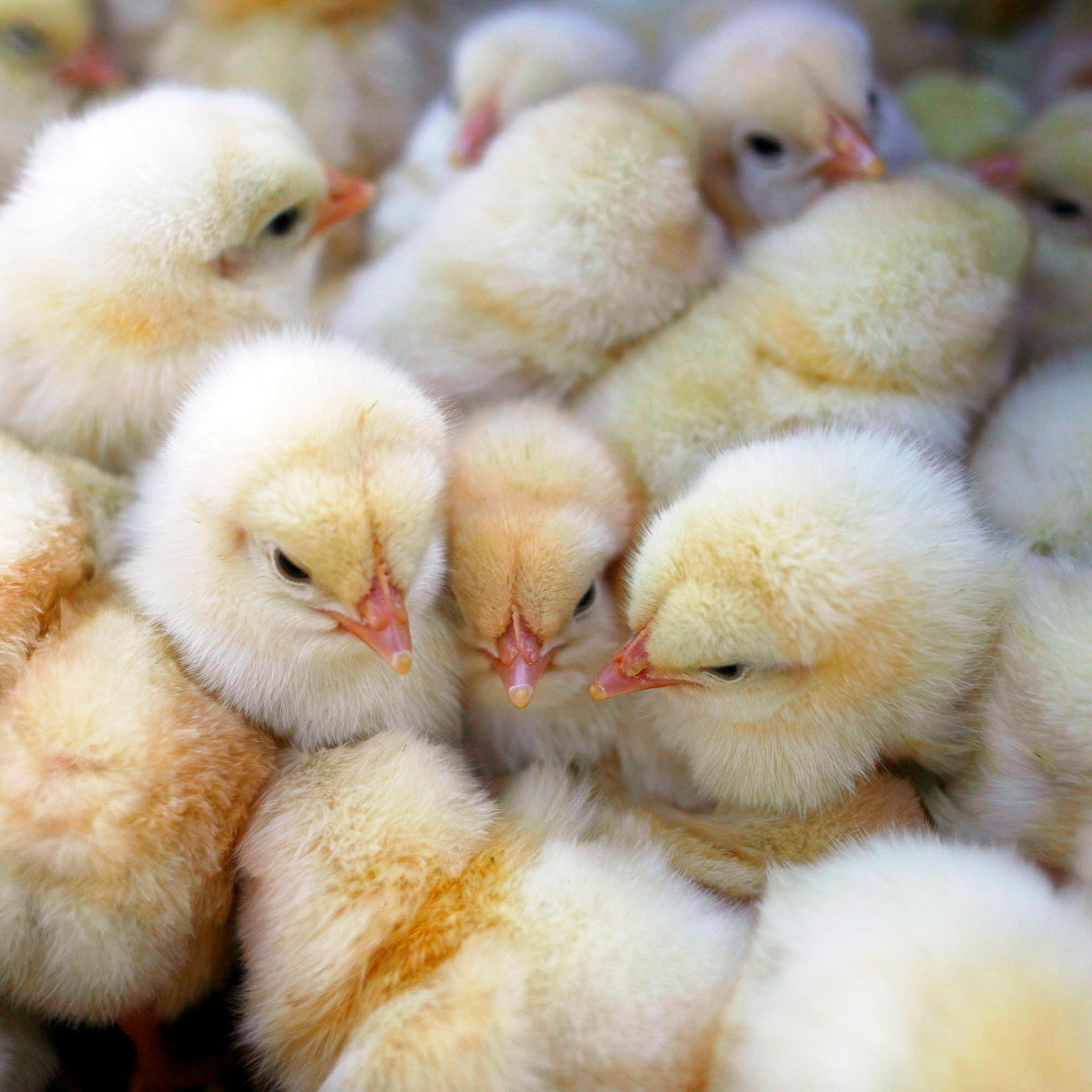 Chickens Prove Popular Pet With Chinese Children