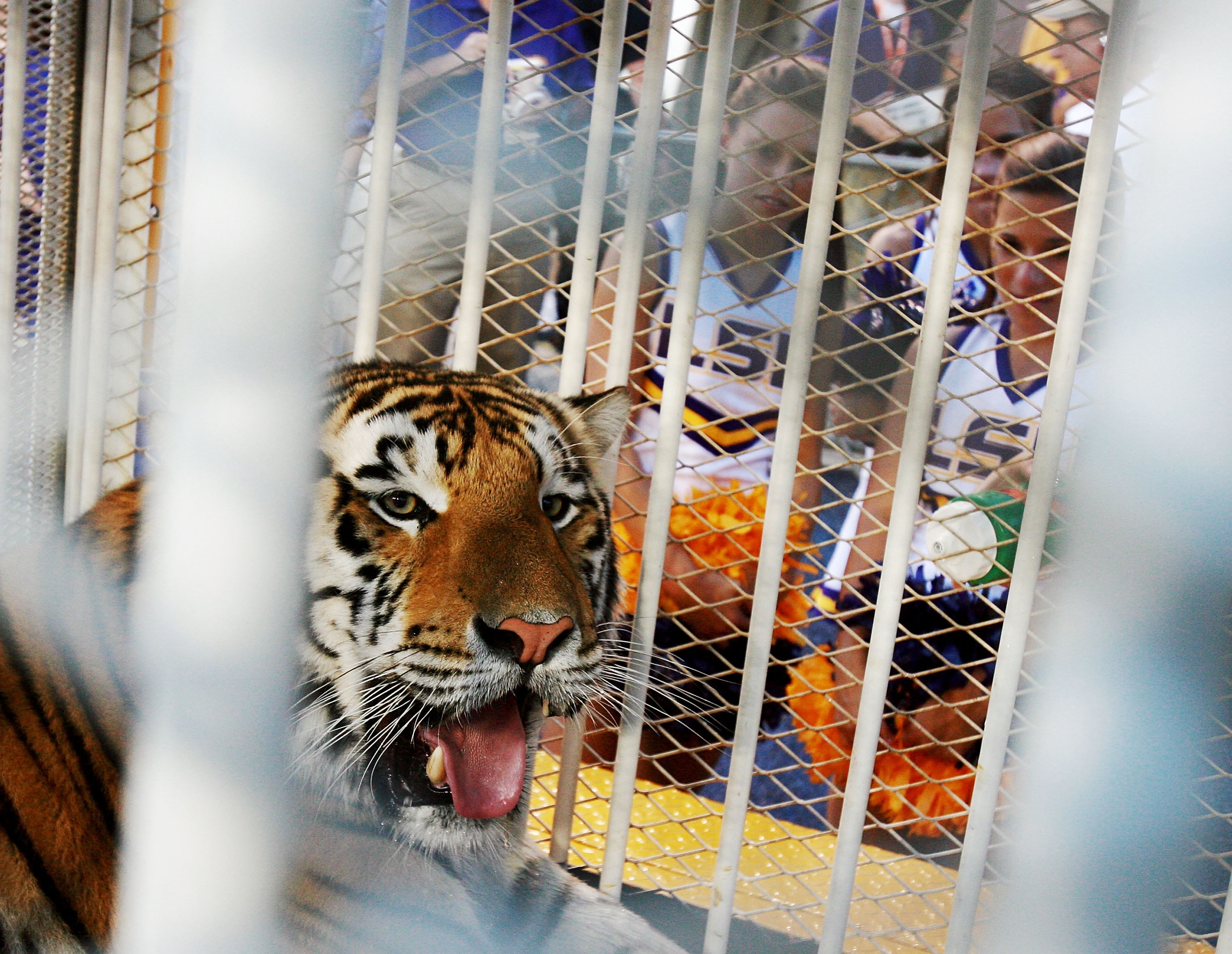 Florida v LSU