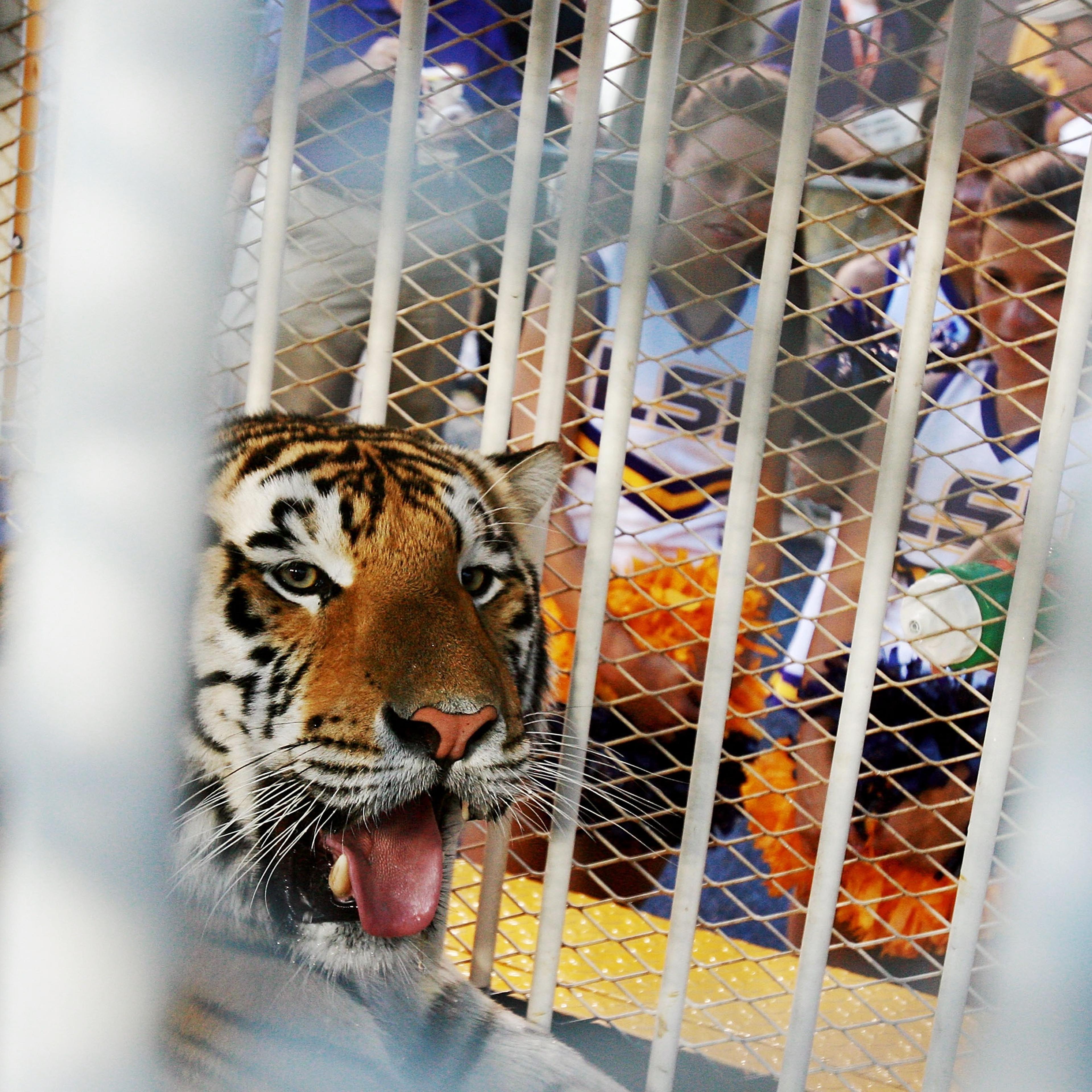 Florida v LSU