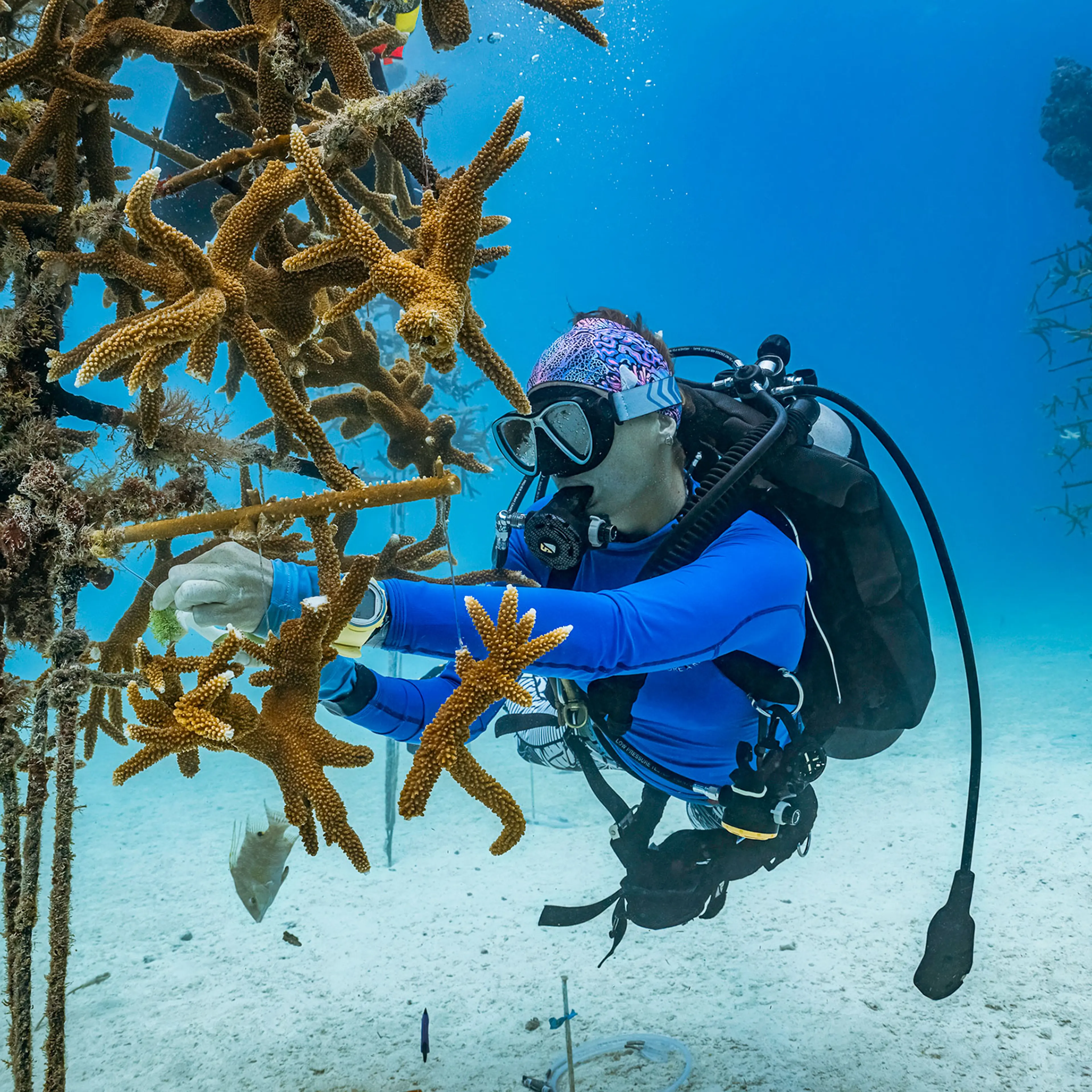 Coral Reef