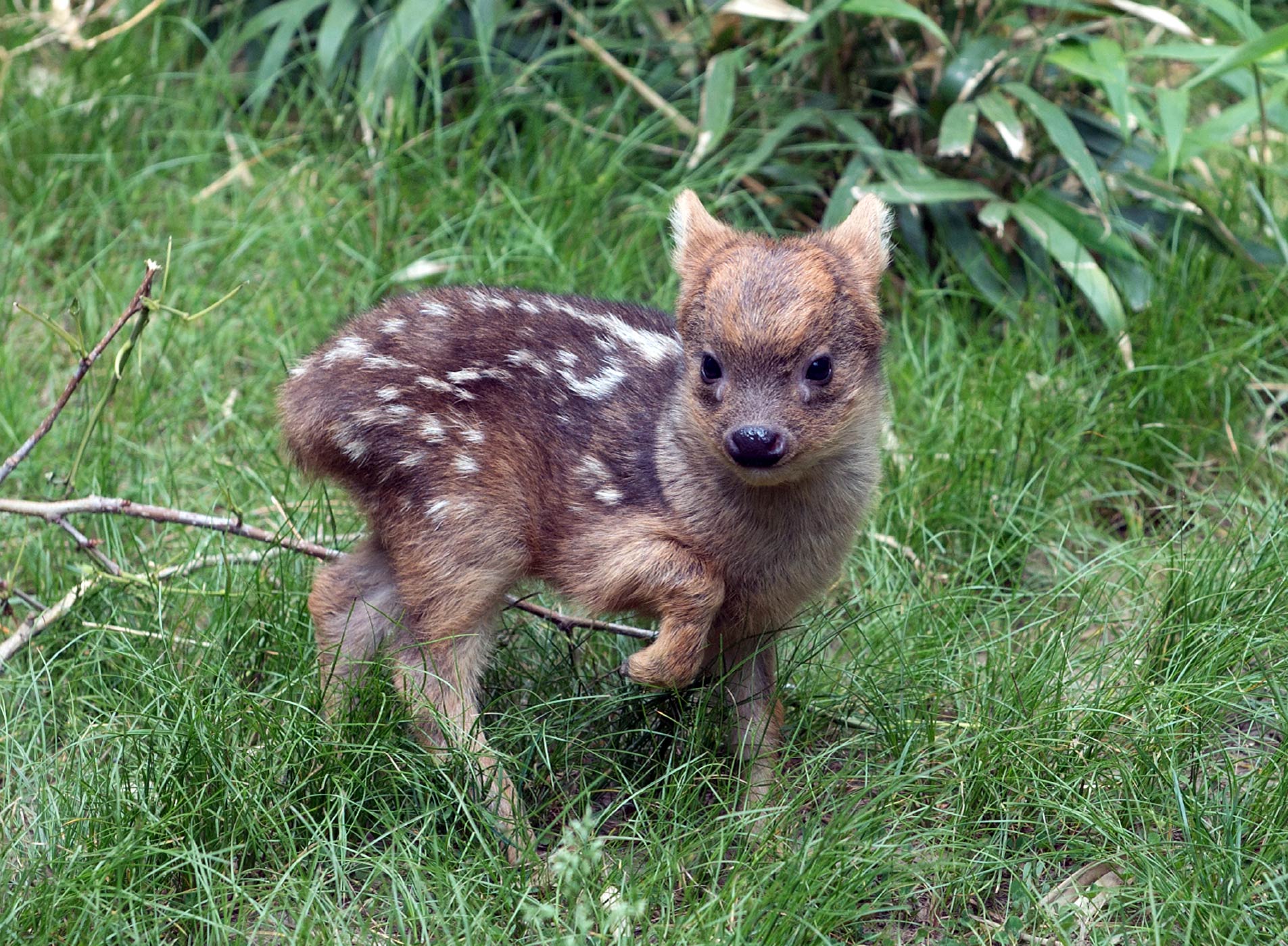 Tiny Baby Deer