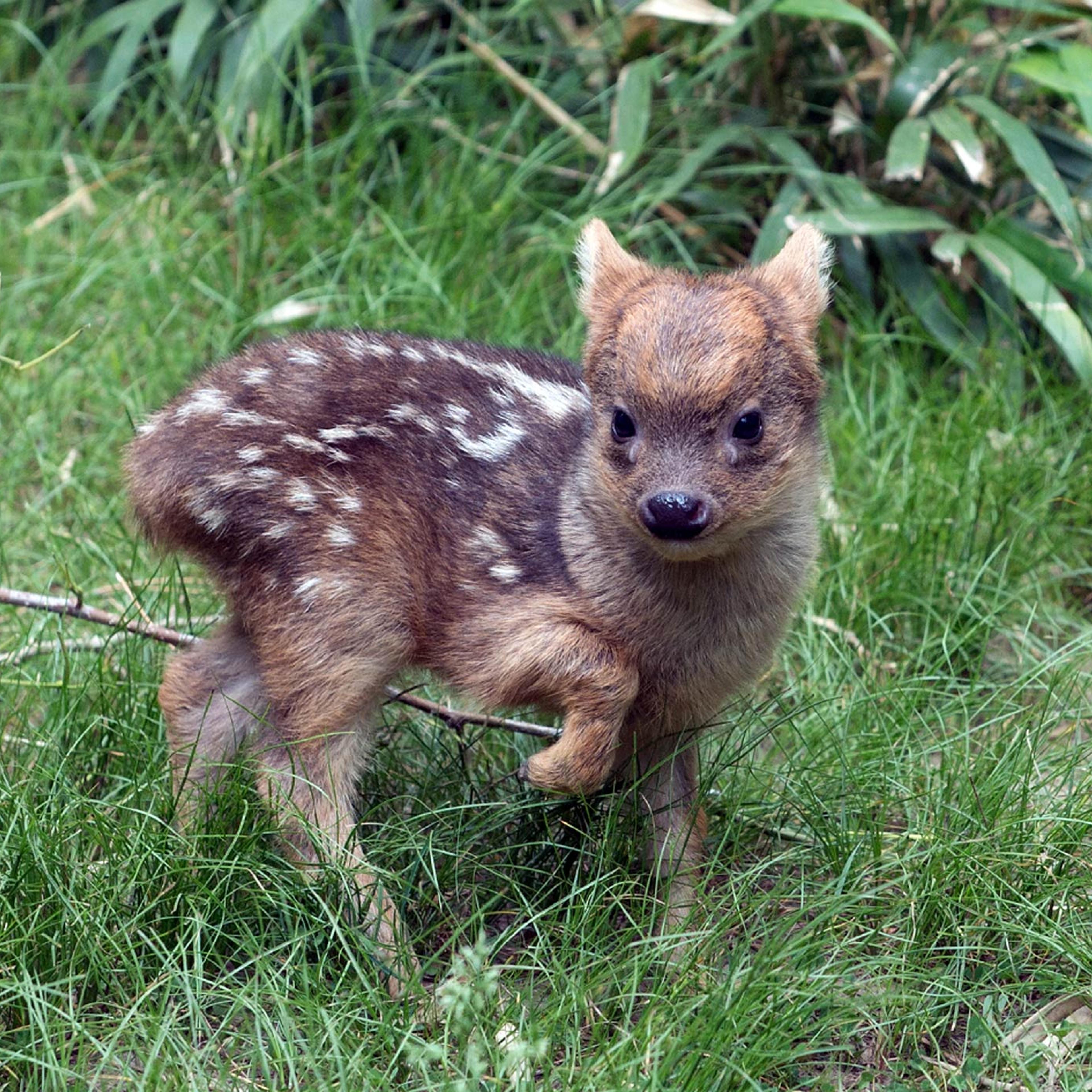 Tiny Baby Deer