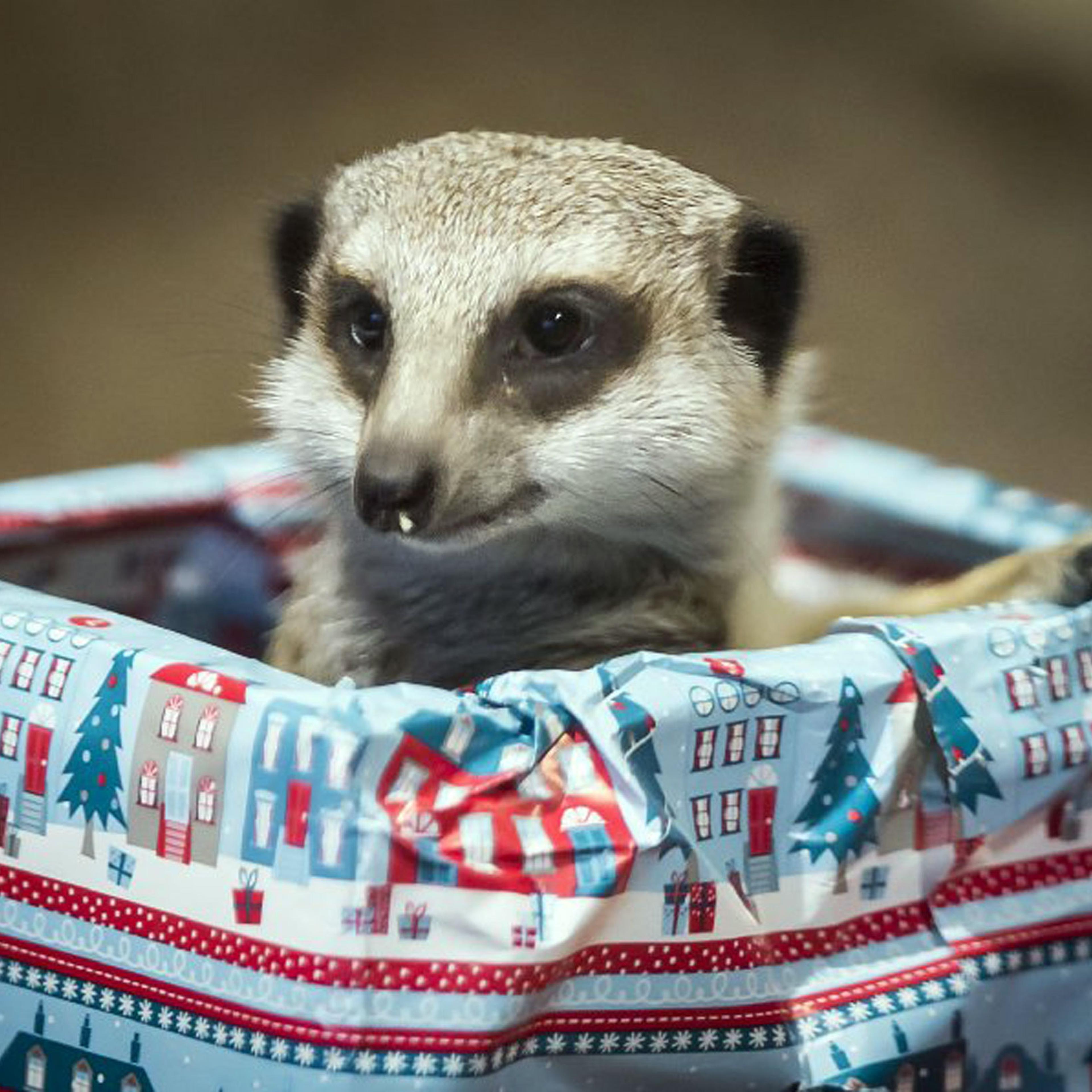 A meerkat at Edinburgh Zoo in Scotland peeks out from a package containing treats aboard a sleigh.