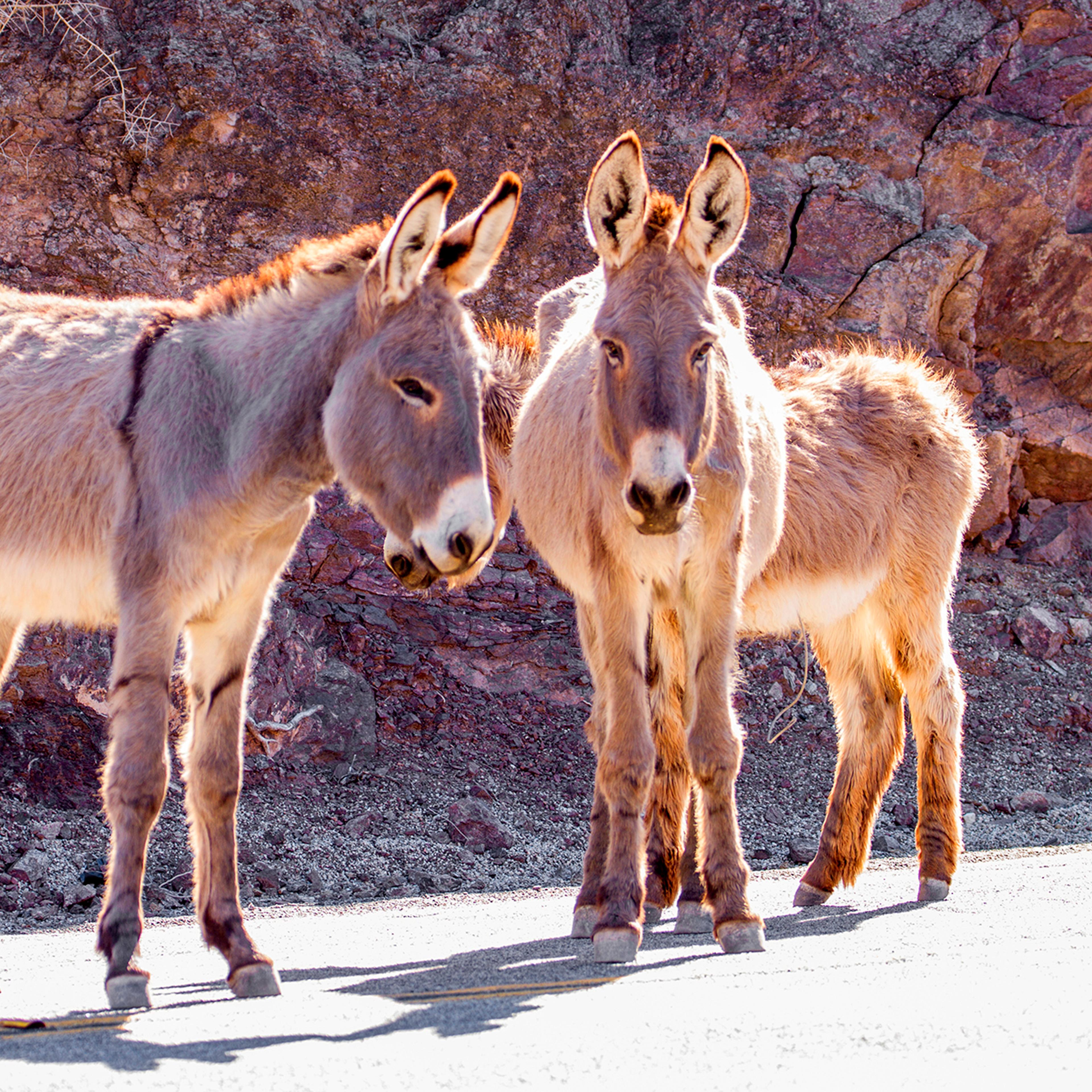 Burro Killings