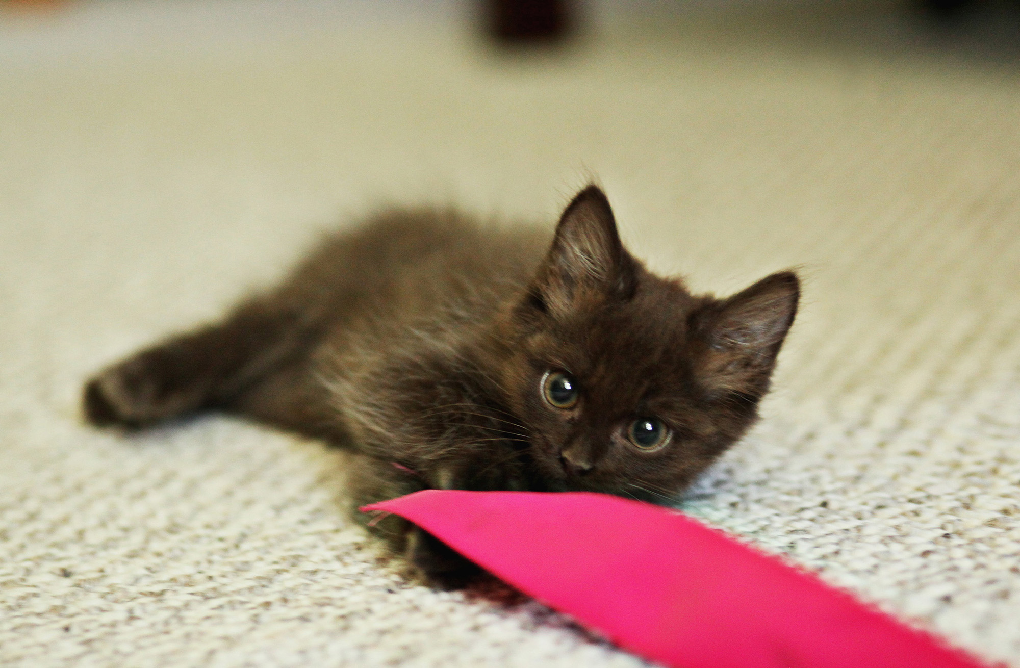 Fosters for local animal rescue groups save petsí lives