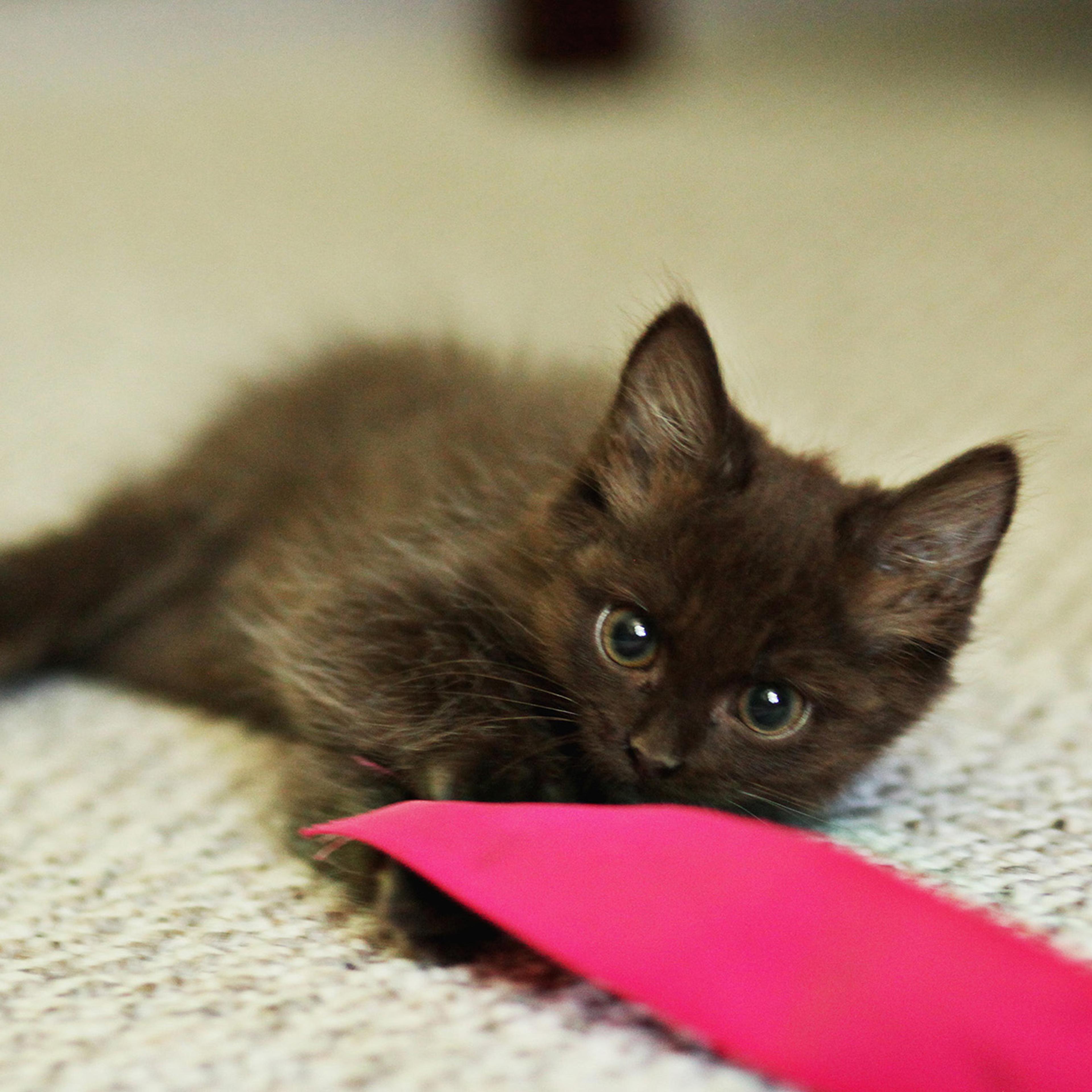 Fosters for local animal rescue groups save petsí lives