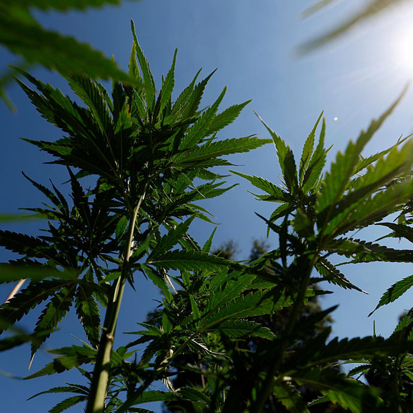 Trump Administration Considers Reclassifying Marijuana As A Less Dangerous Drug
