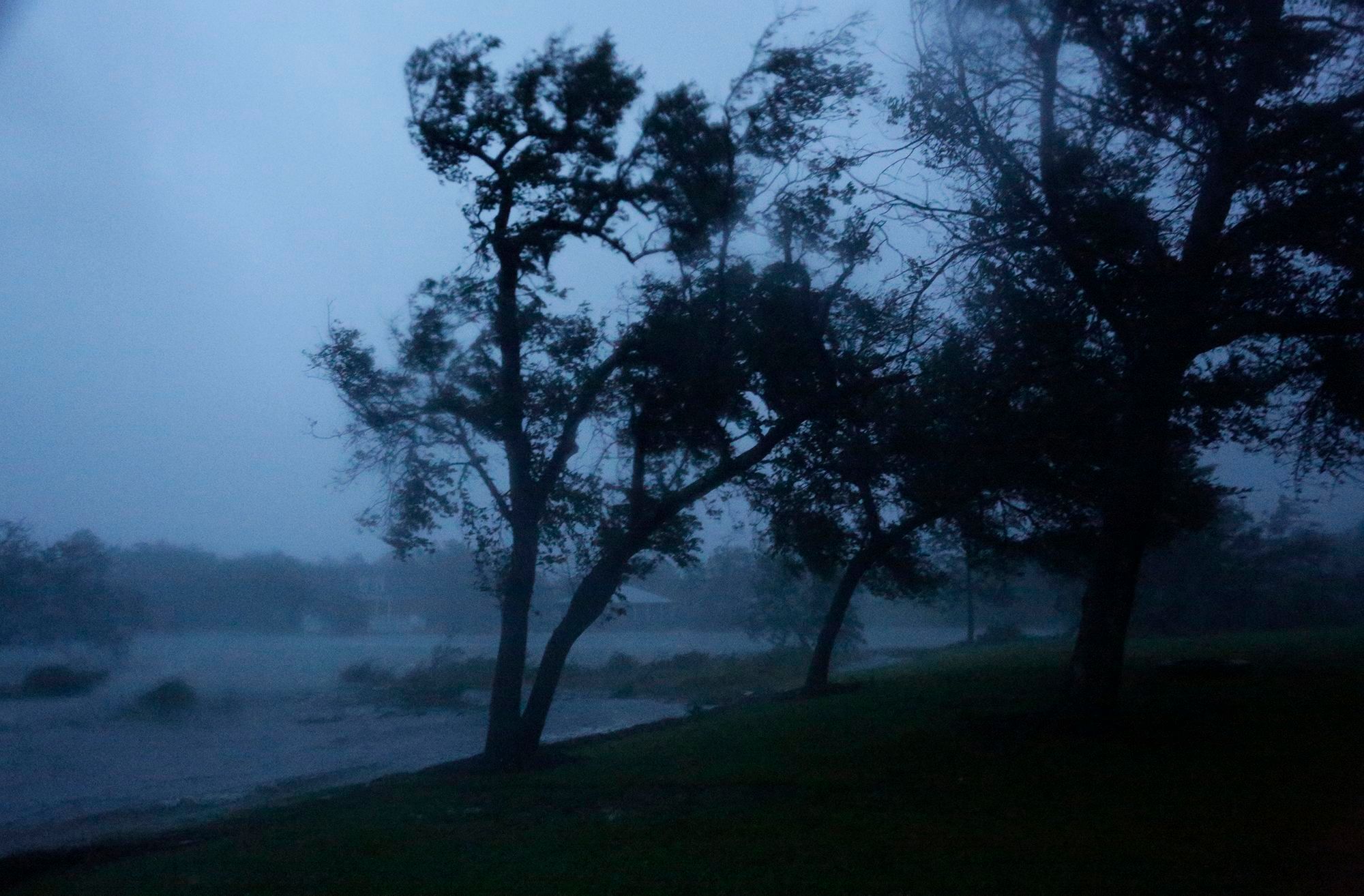 Trees being blown by the high winds