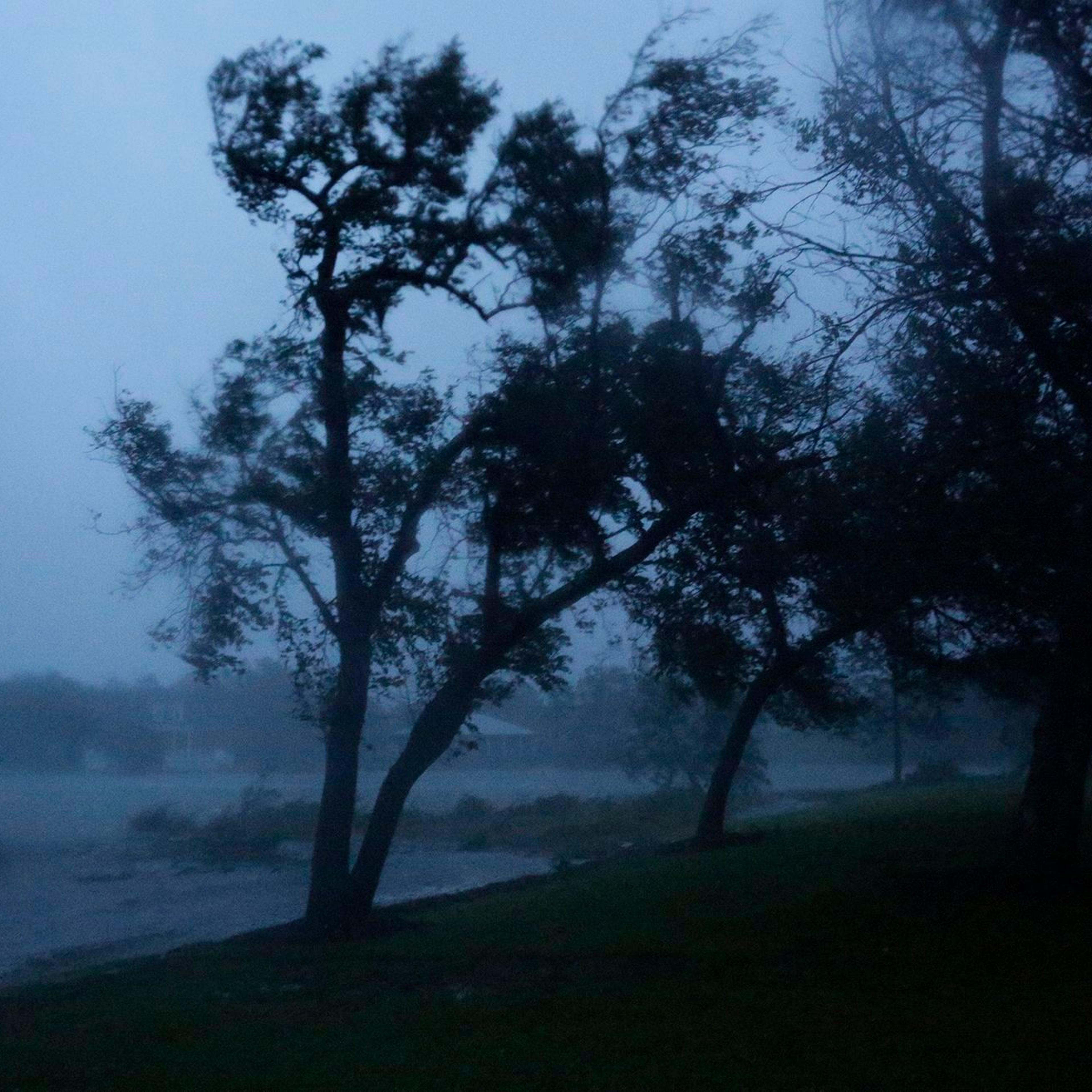 Trees being blown by the high winds