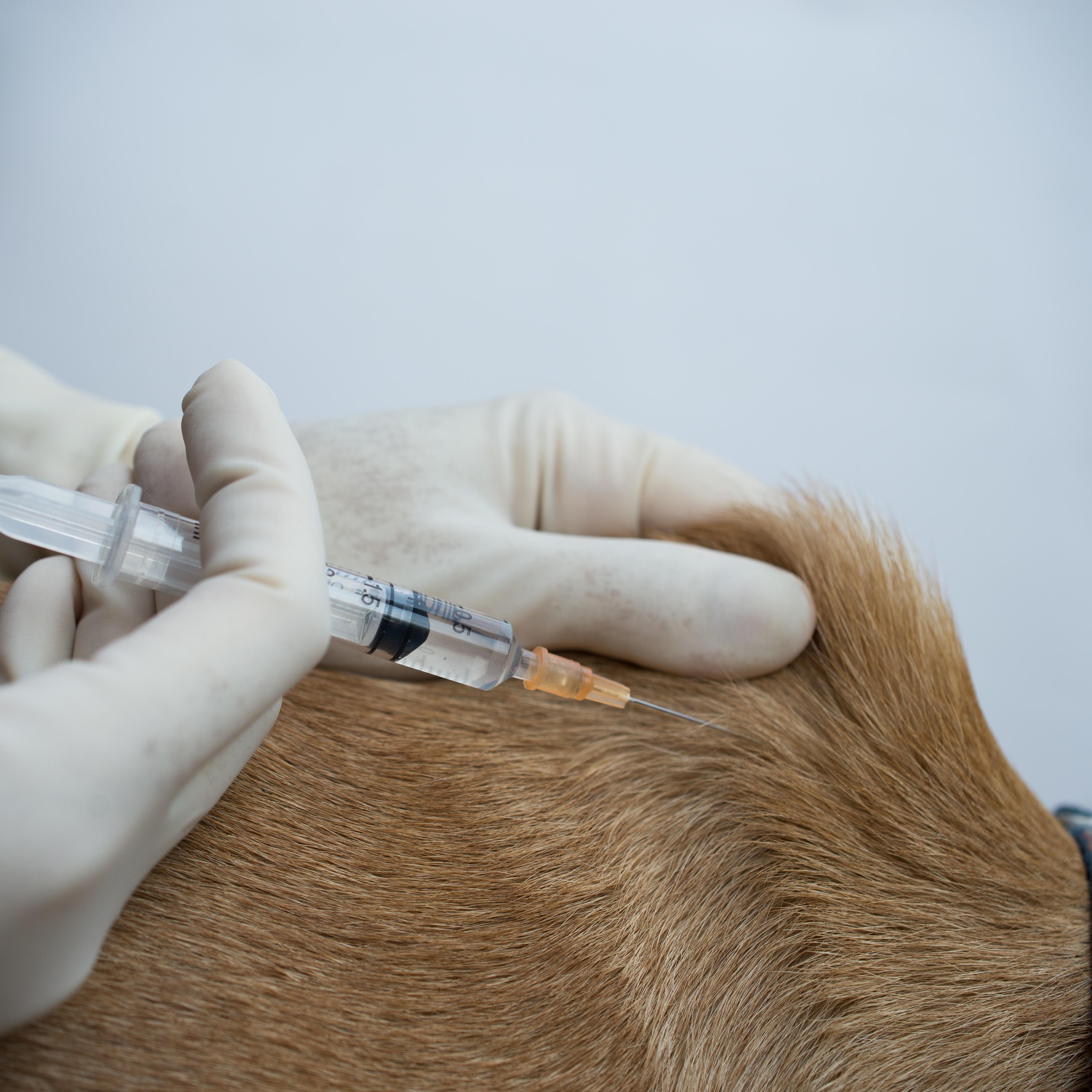 Cropped Hands Of Vet Injecting Dog At Hospital