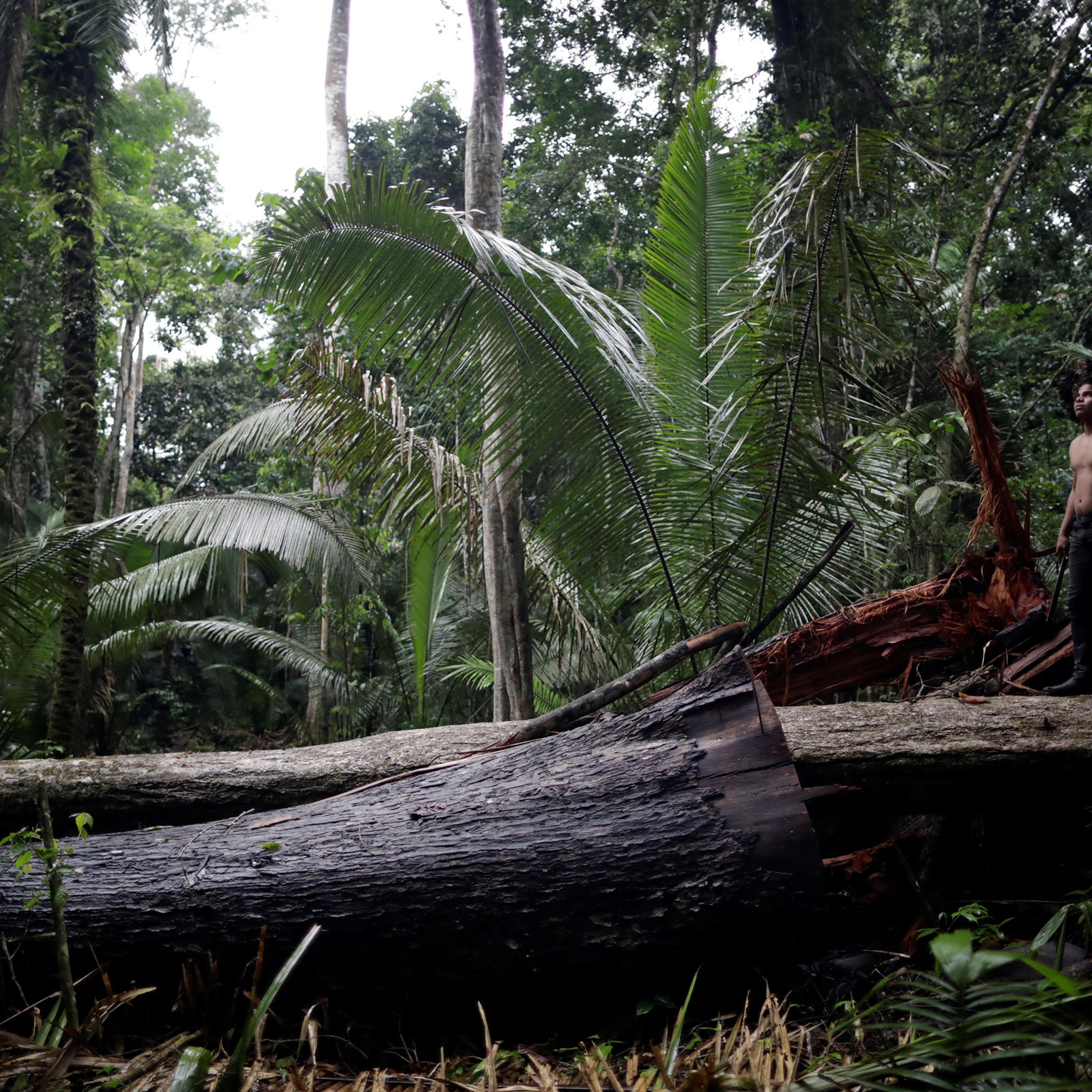 An indigenous man called Tebu, of Uru-eu-wau-wau tribe, looks on in an area deforested by invaders in the village of Alto Jaru, at the Uru-eu-wau-wau Indigenous Reservation near Campo Novo de Rondonia, Brazil, on Feb. 1, 2019.