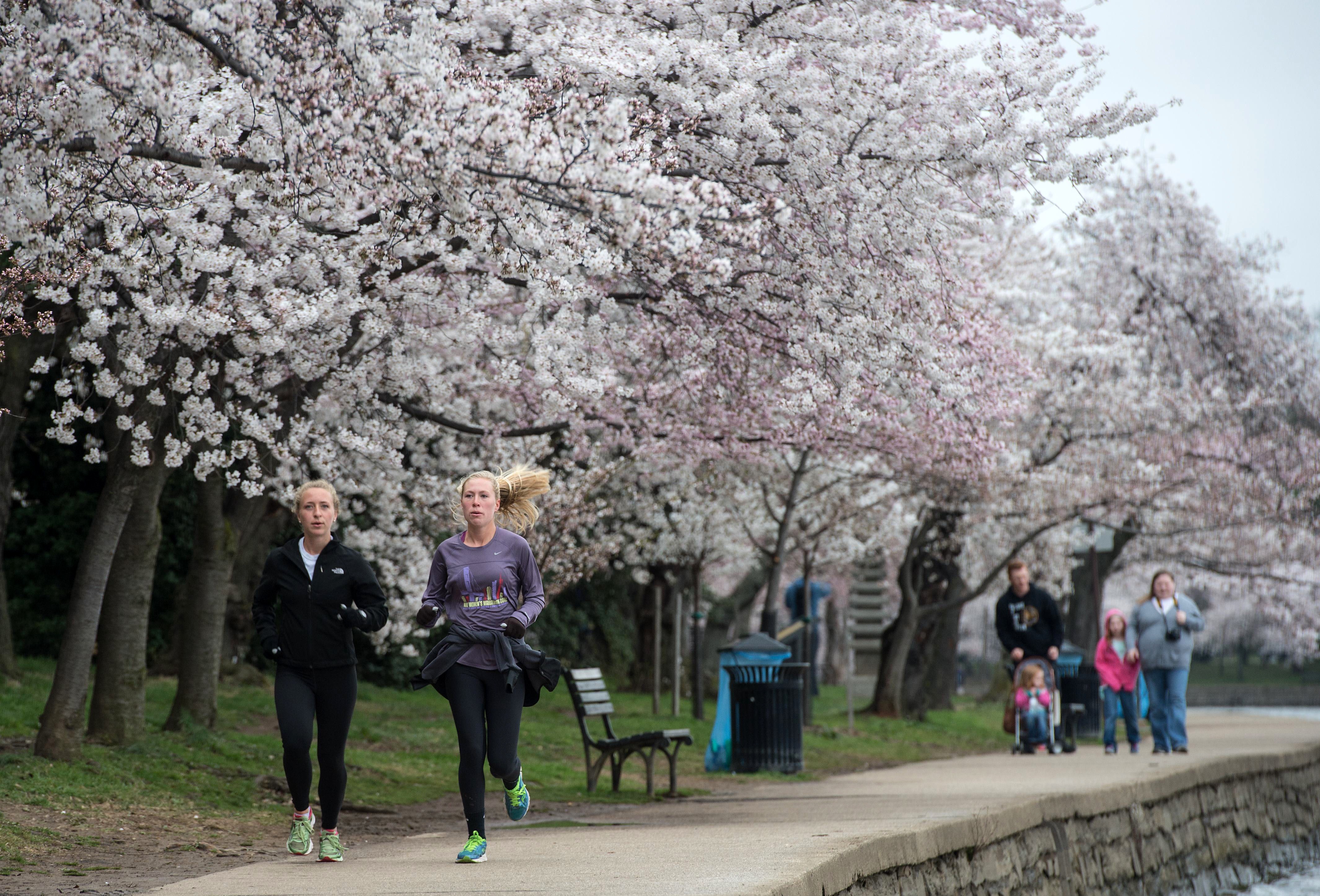 US-WEATHER-TOURISM-CHERRY_BLOSSOMS