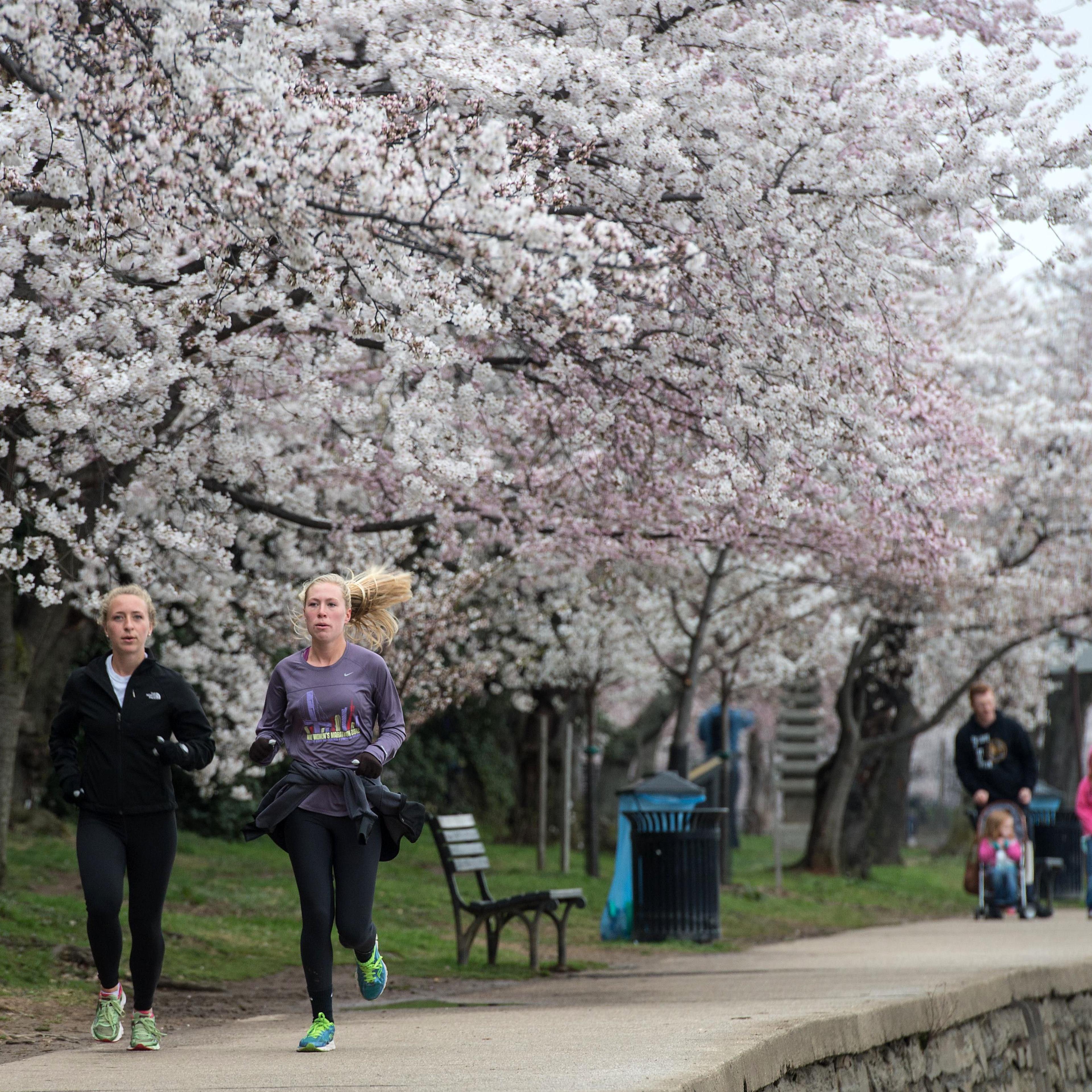 US-WEATHER-TOURISM-CHERRY_BLOSSOMS