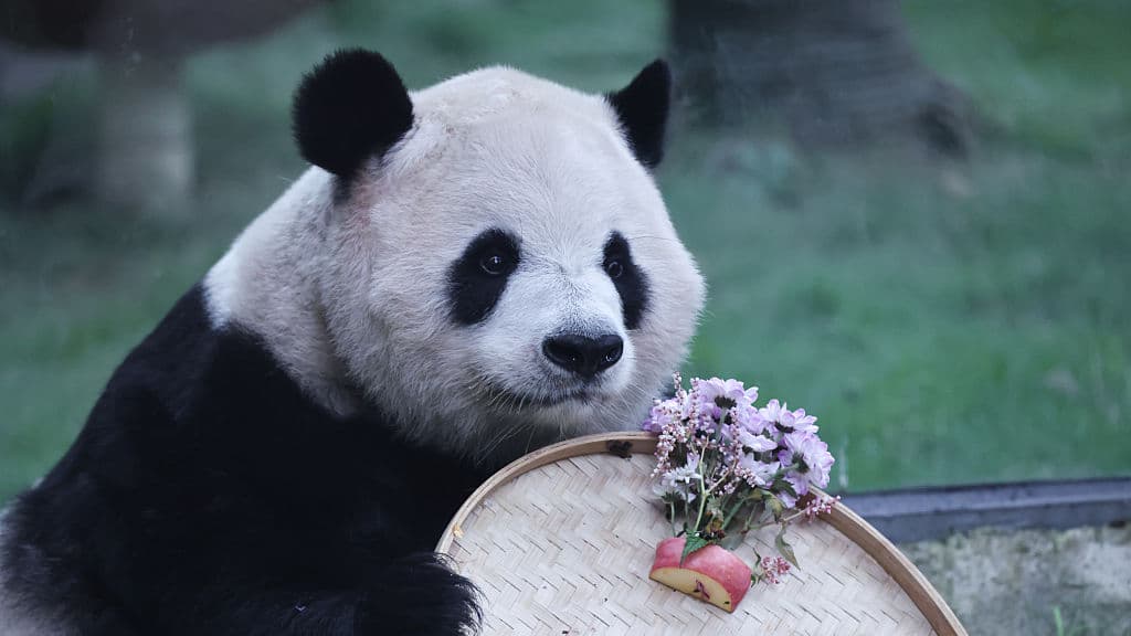 A diplomacia panda da China perdeu o seu encanto? Não é tão preto e branco