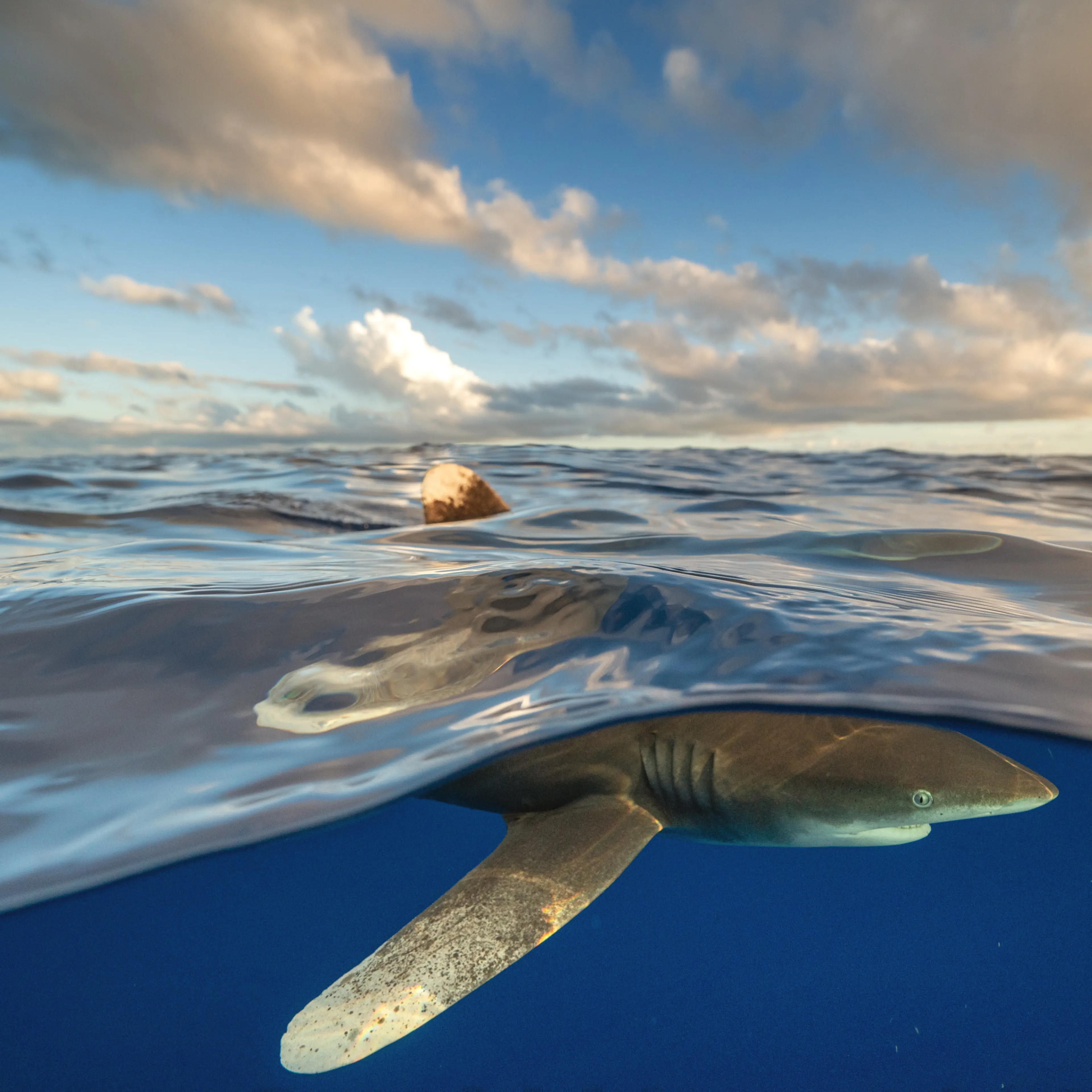 These were both taken in The Bahamas, where they are still found in relatively healthy numbers. When I first got in the water, there was only one shark circling around our boat, and it was easy to keep an eye on it, but pretty soon, others started arrivi