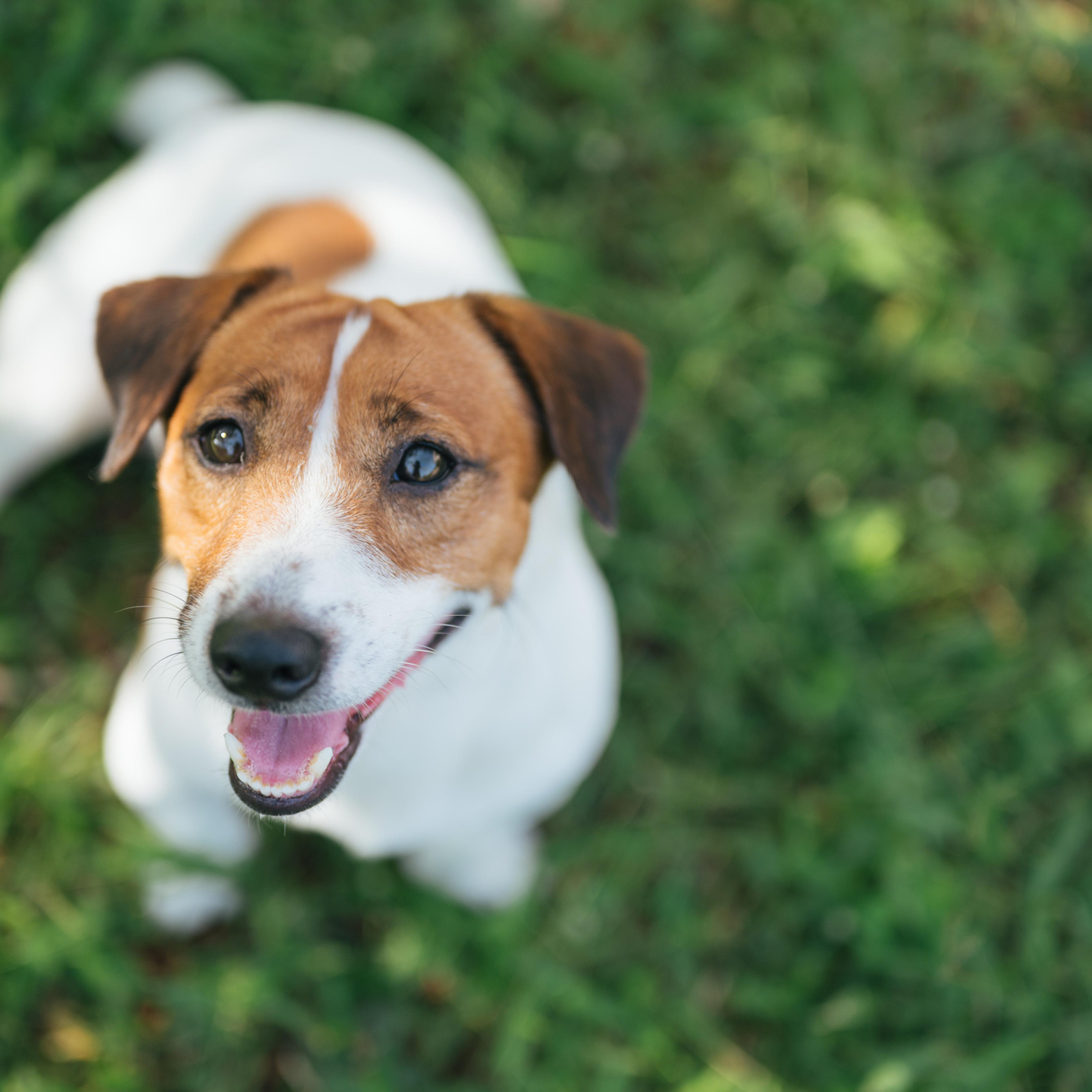 Jack russel terrier on lawn near house. Happy Dog with serious gaze