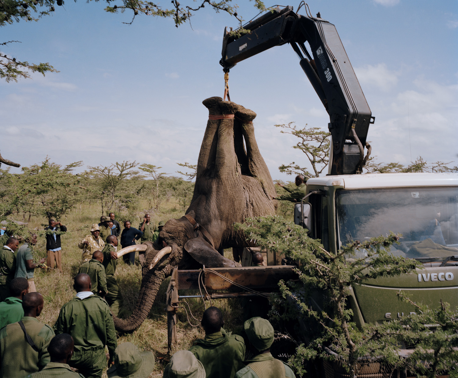 DC 050.52 001 elephant relocation # I, ol pejeta conservancy, no