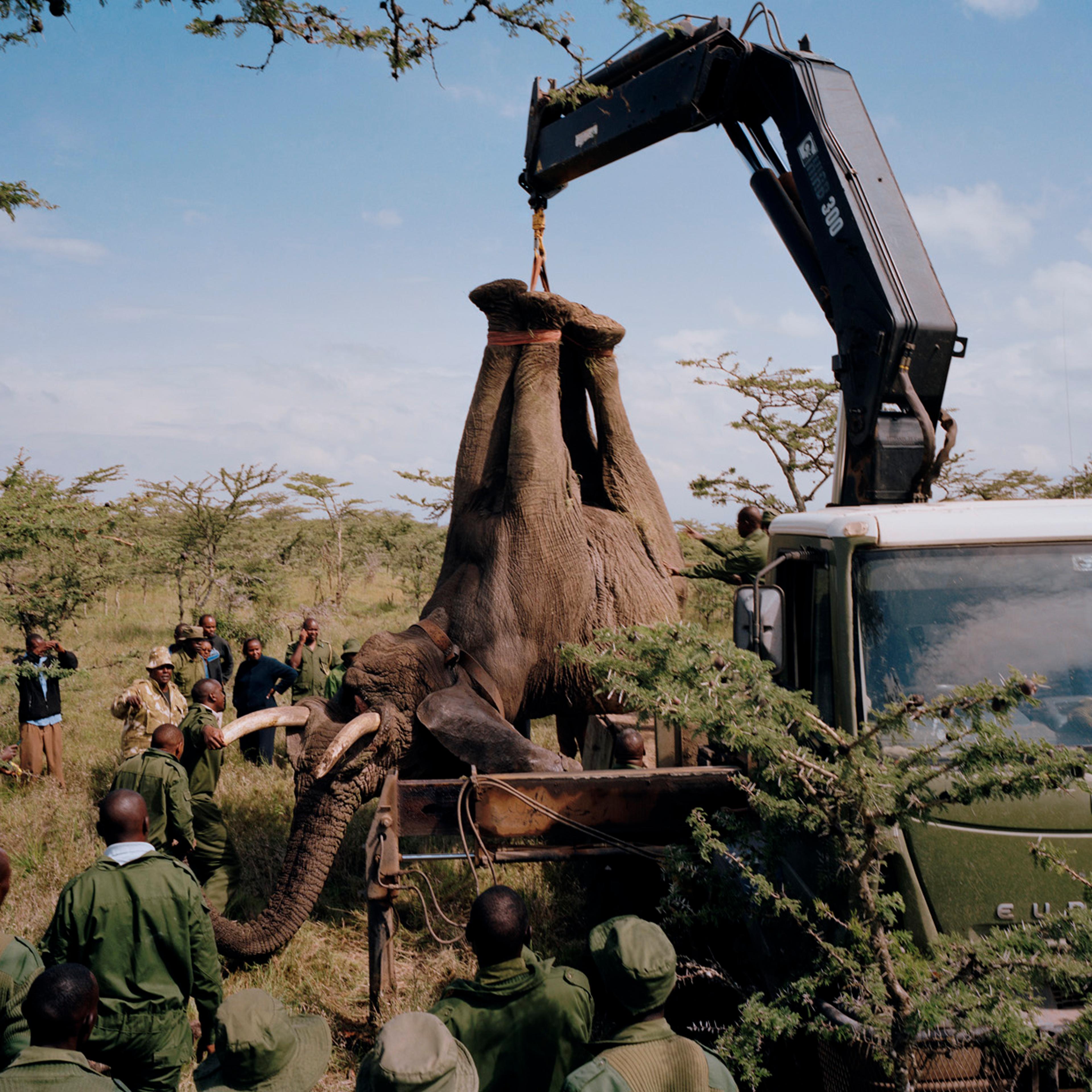 DC 050.52 001 elephant relocation # I, ol pejeta conservancy, no