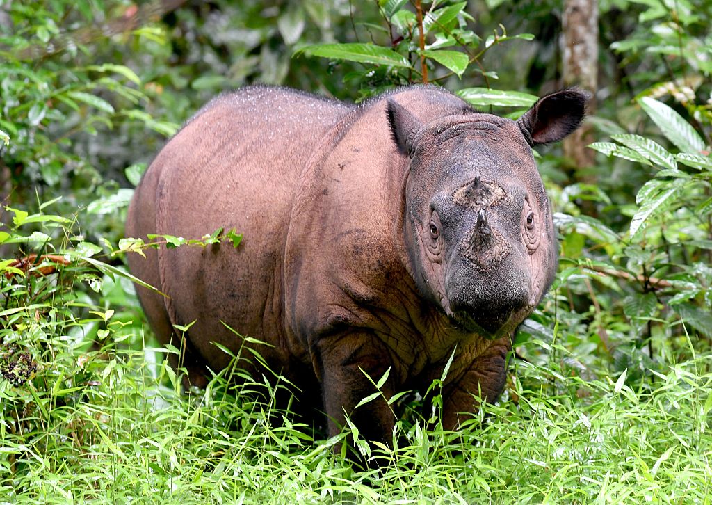 INDONESIA-CONSERVATION-RHINO