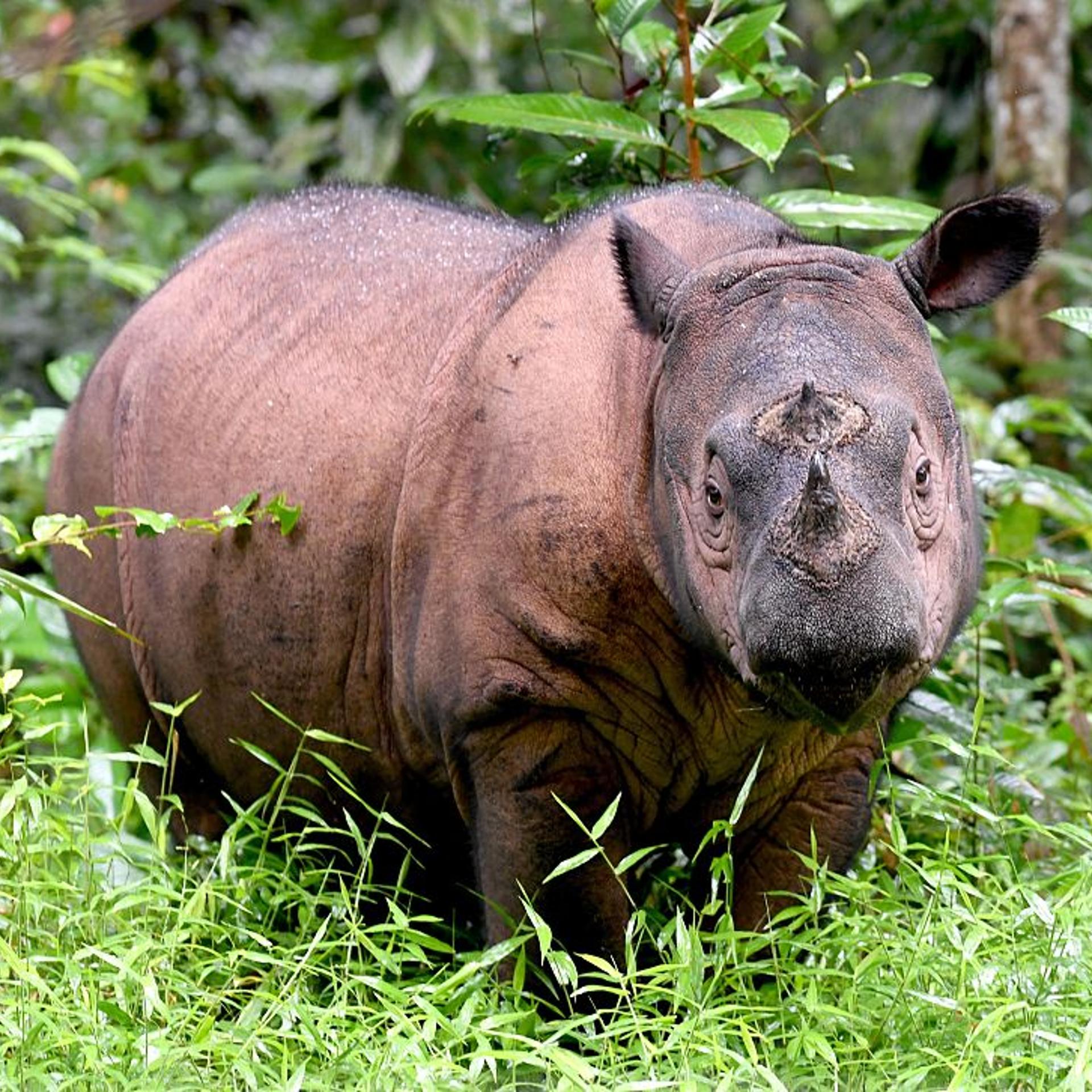 INDONESIA-CONSERVATION-RHINO