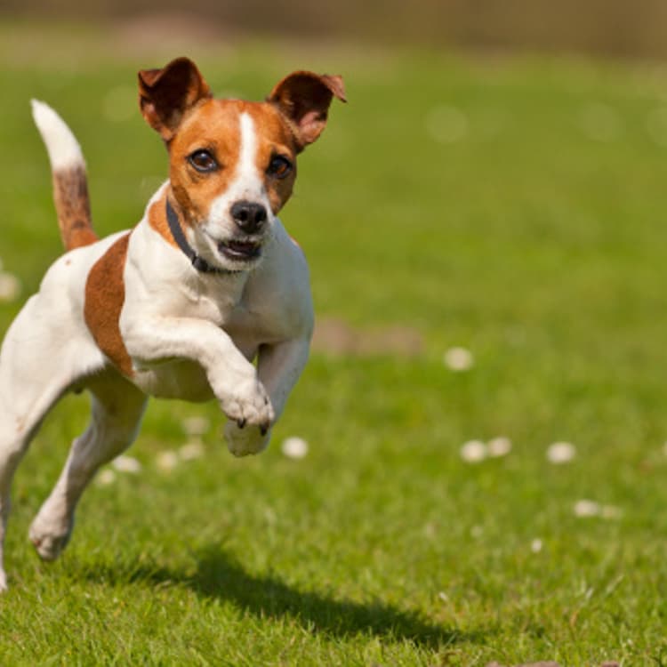 jack-russell-terrier-jumping