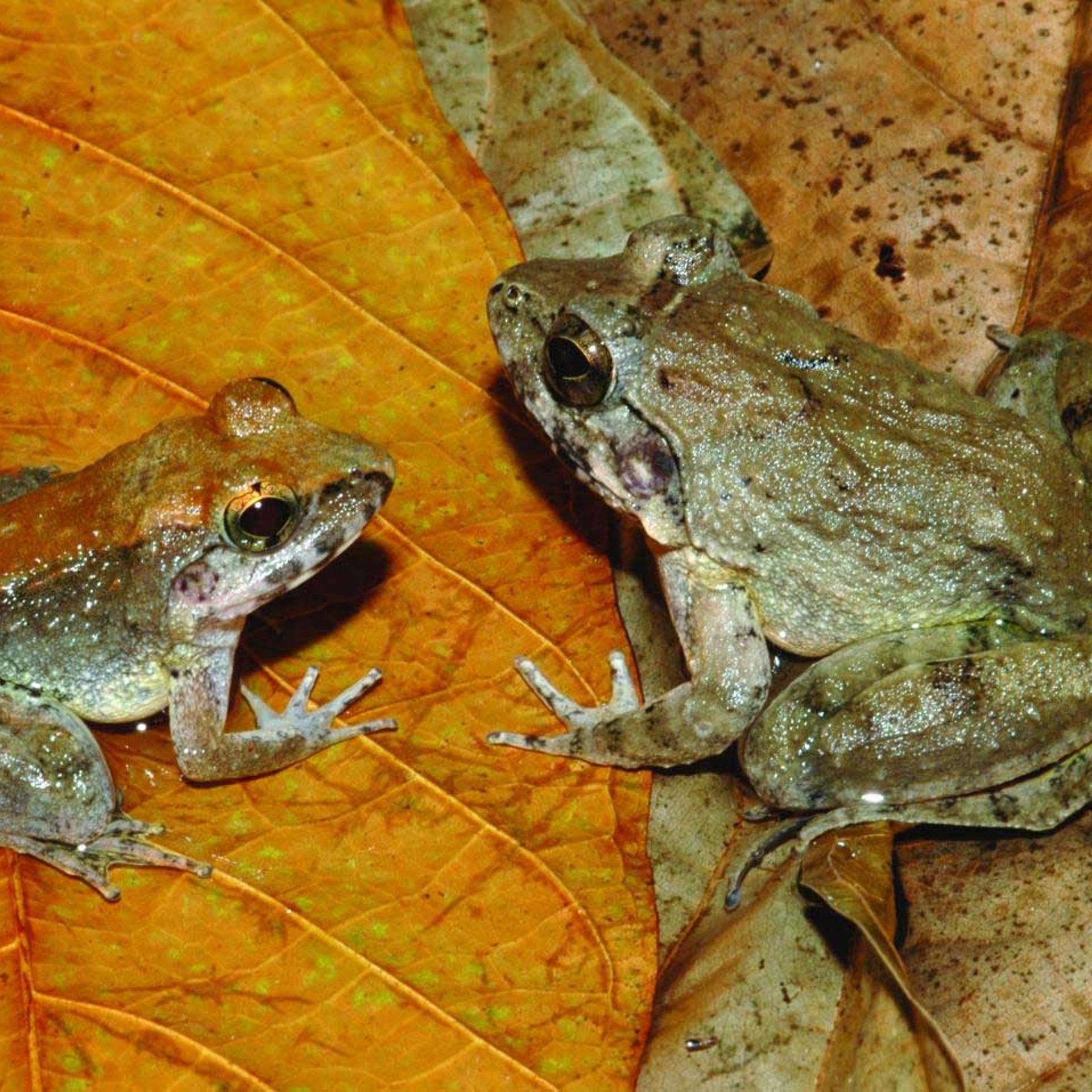 A newly discovered frog from the island of Sulawesi in Indonesia is the only known frog to give direct birth to tadpoles.