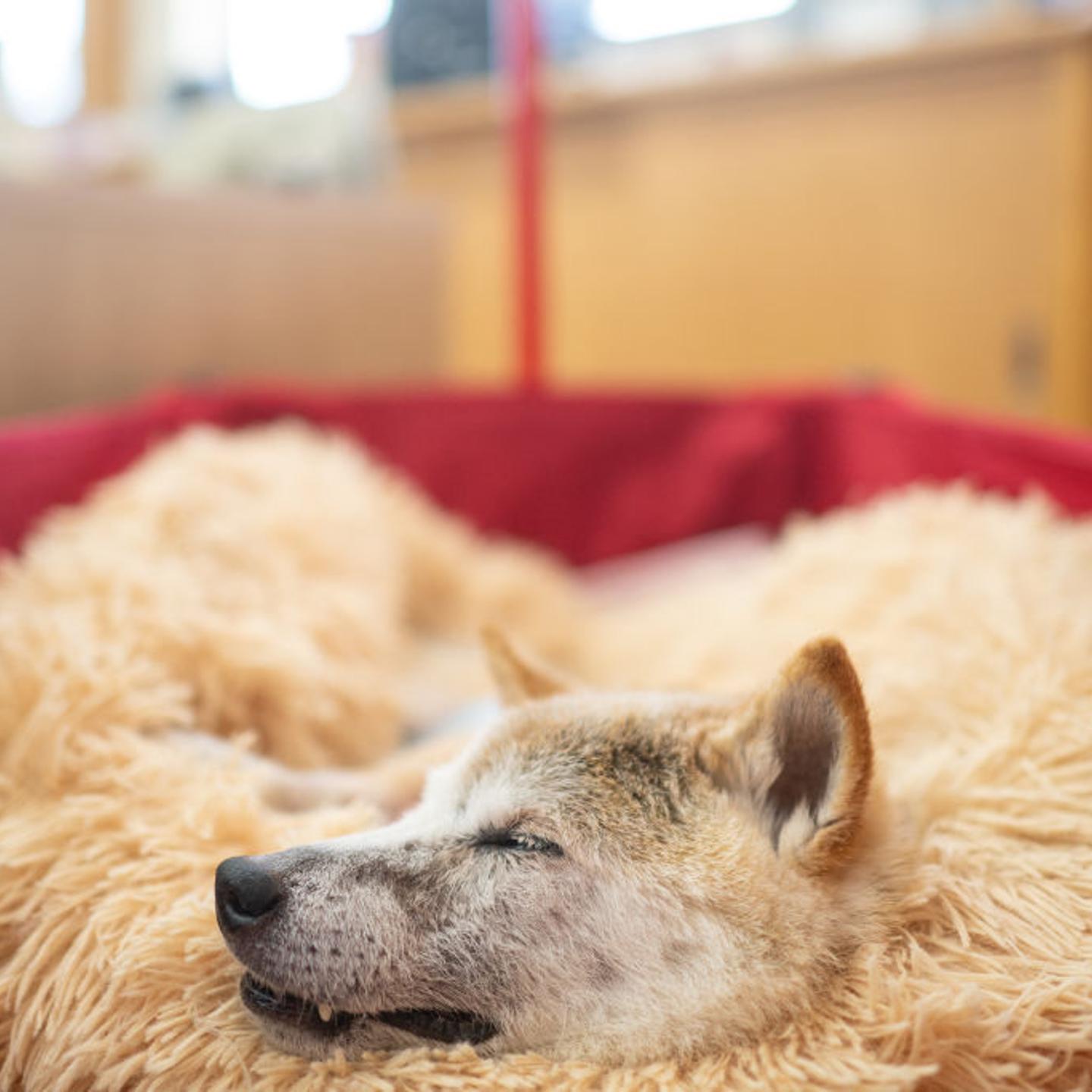 TOPSHOT-JAPAN-INTERNET-CRYPTO-MEME-DOGE-WOW