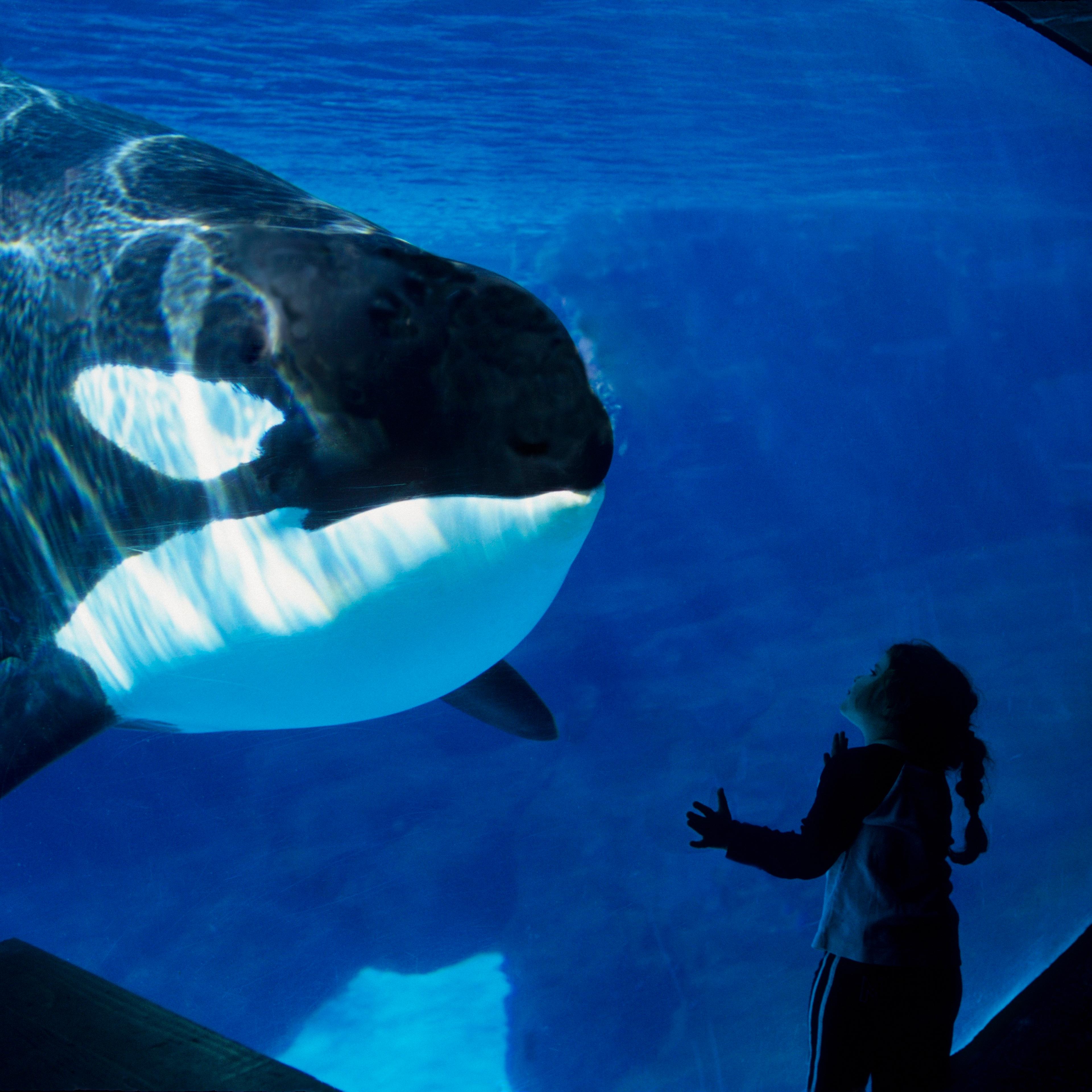 USA, California, San Diego, Sea World, Killer Whale (orca)