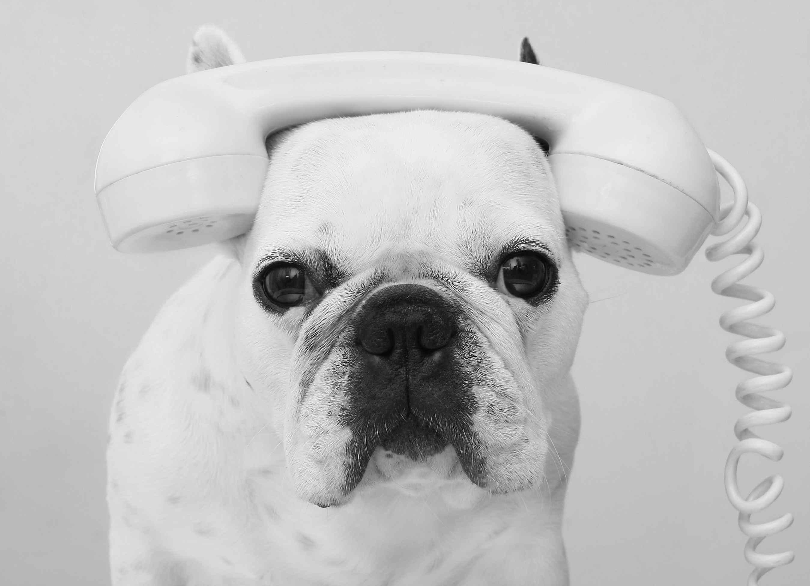 Dog phone