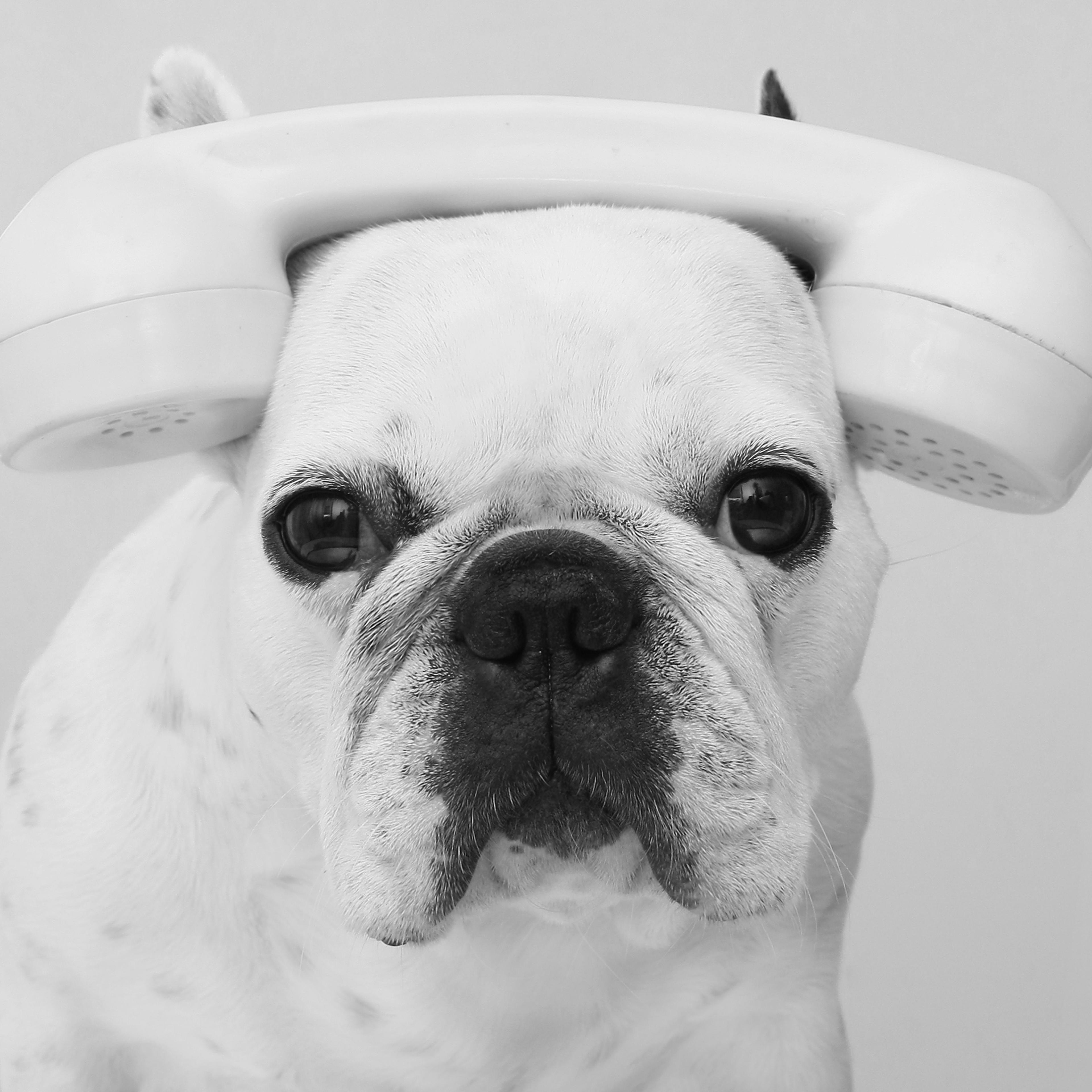 Dog phone