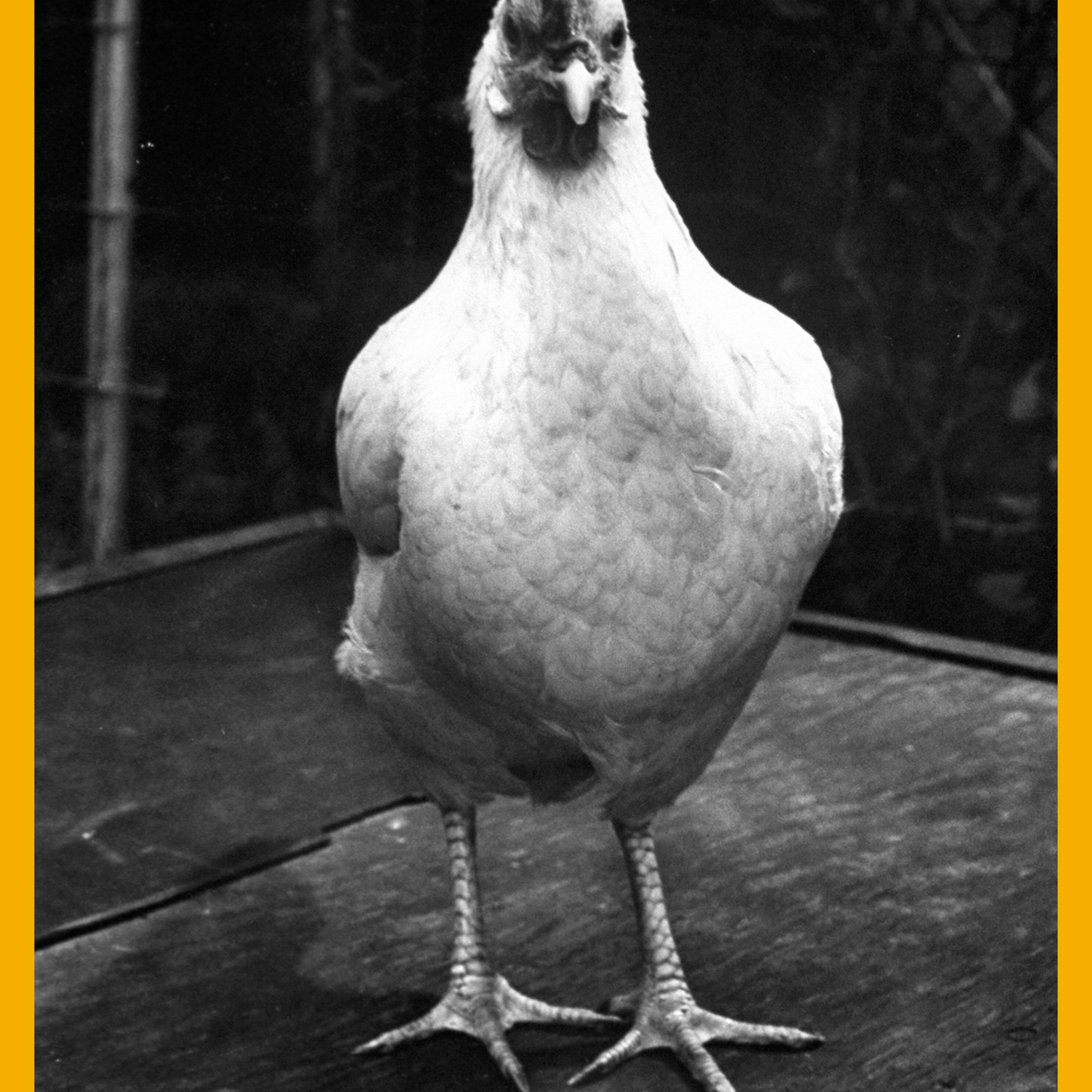 Chicken and egg.