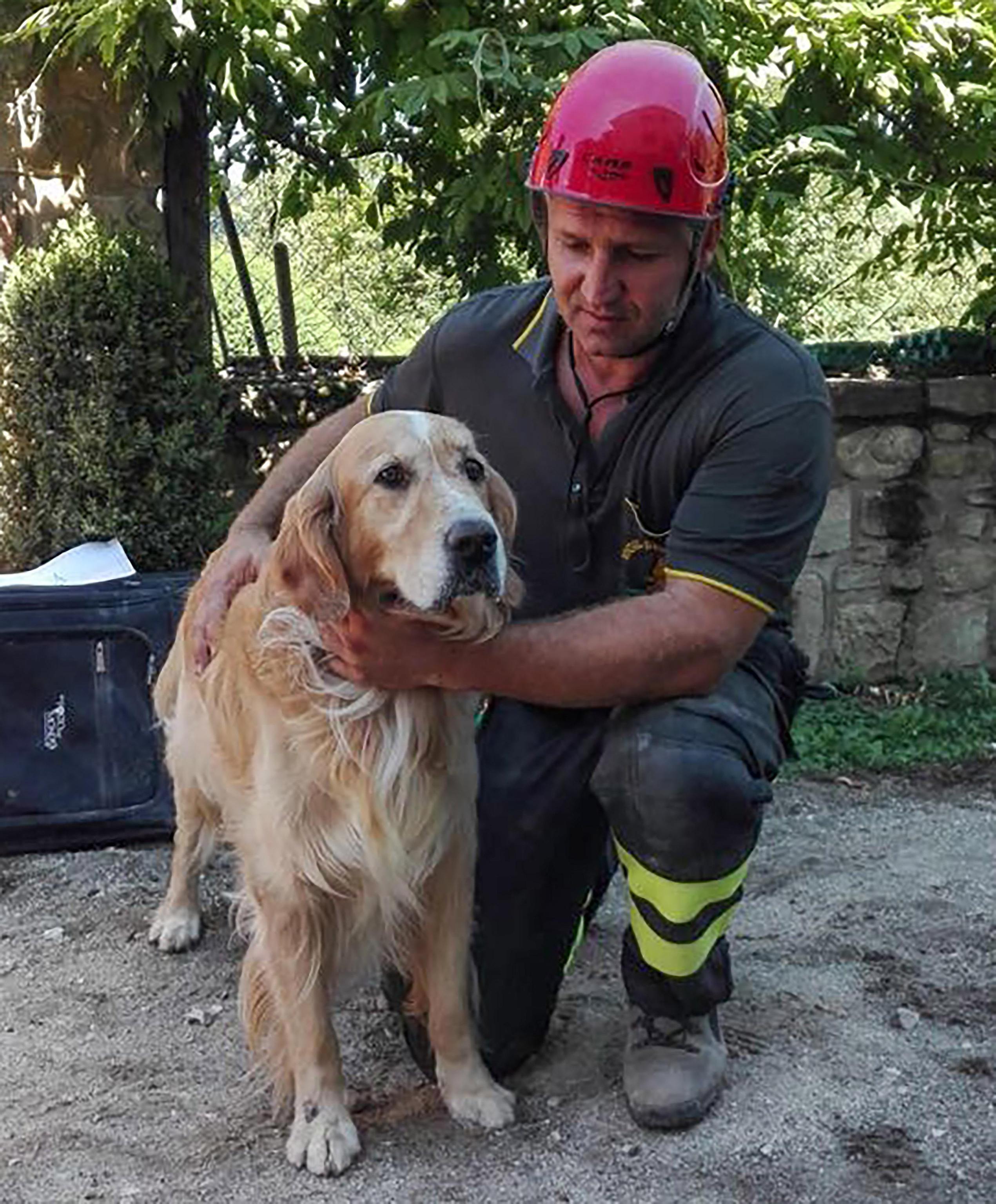 A firefighter pets Romeo, the golden retriever that was rescued from a pile of quake rubble after firefighters heard the dog barking, nine days after the temblor struck in the town of Amatrice, Italy, Sept. 2, 2016.