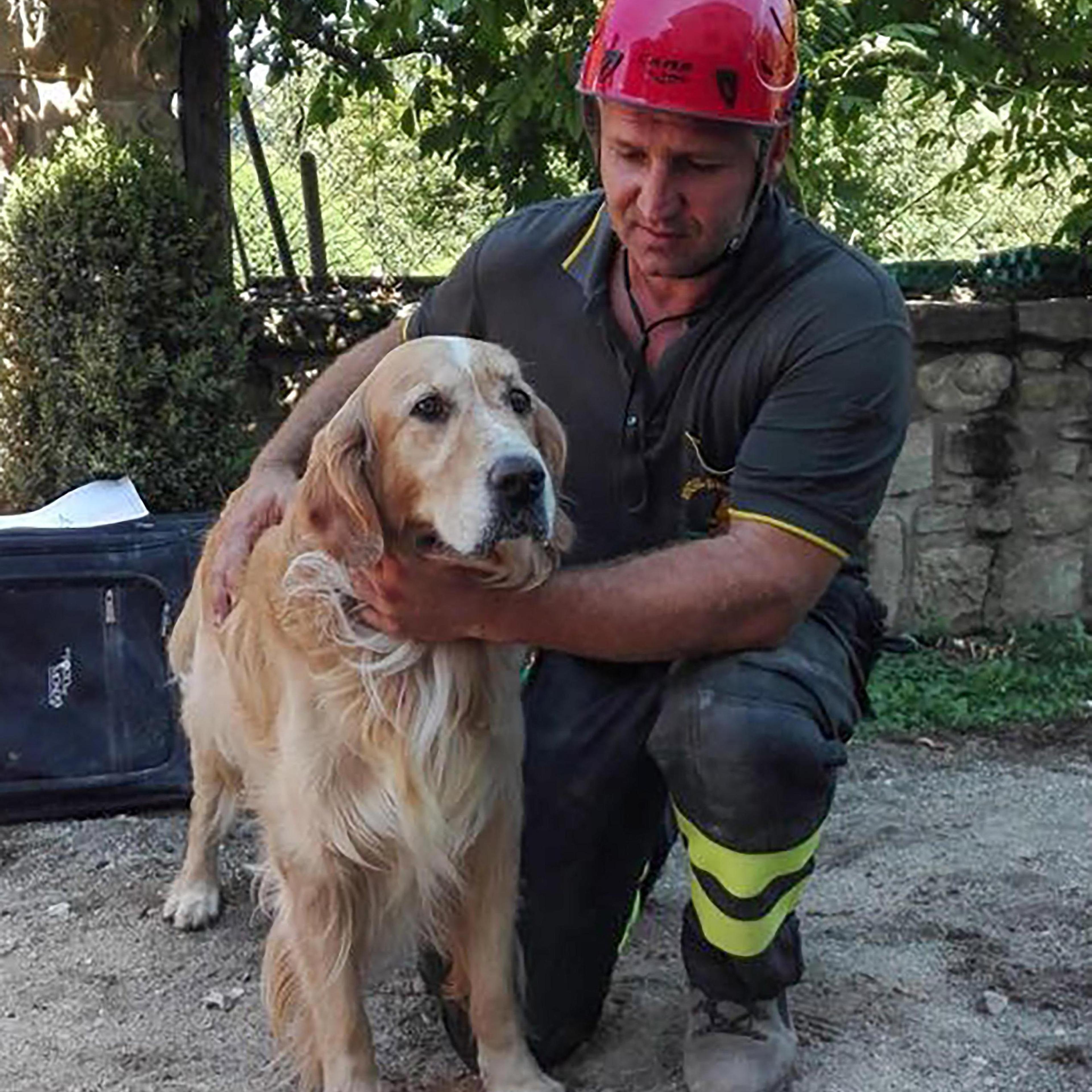 A firefighter pets Romeo, the golden retriever that was rescued from a pile of quake rubble after firefighters heard the dog barking, nine days after the temblor struck in the town of Amatrice, Italy, Sept. 2, 2016.
