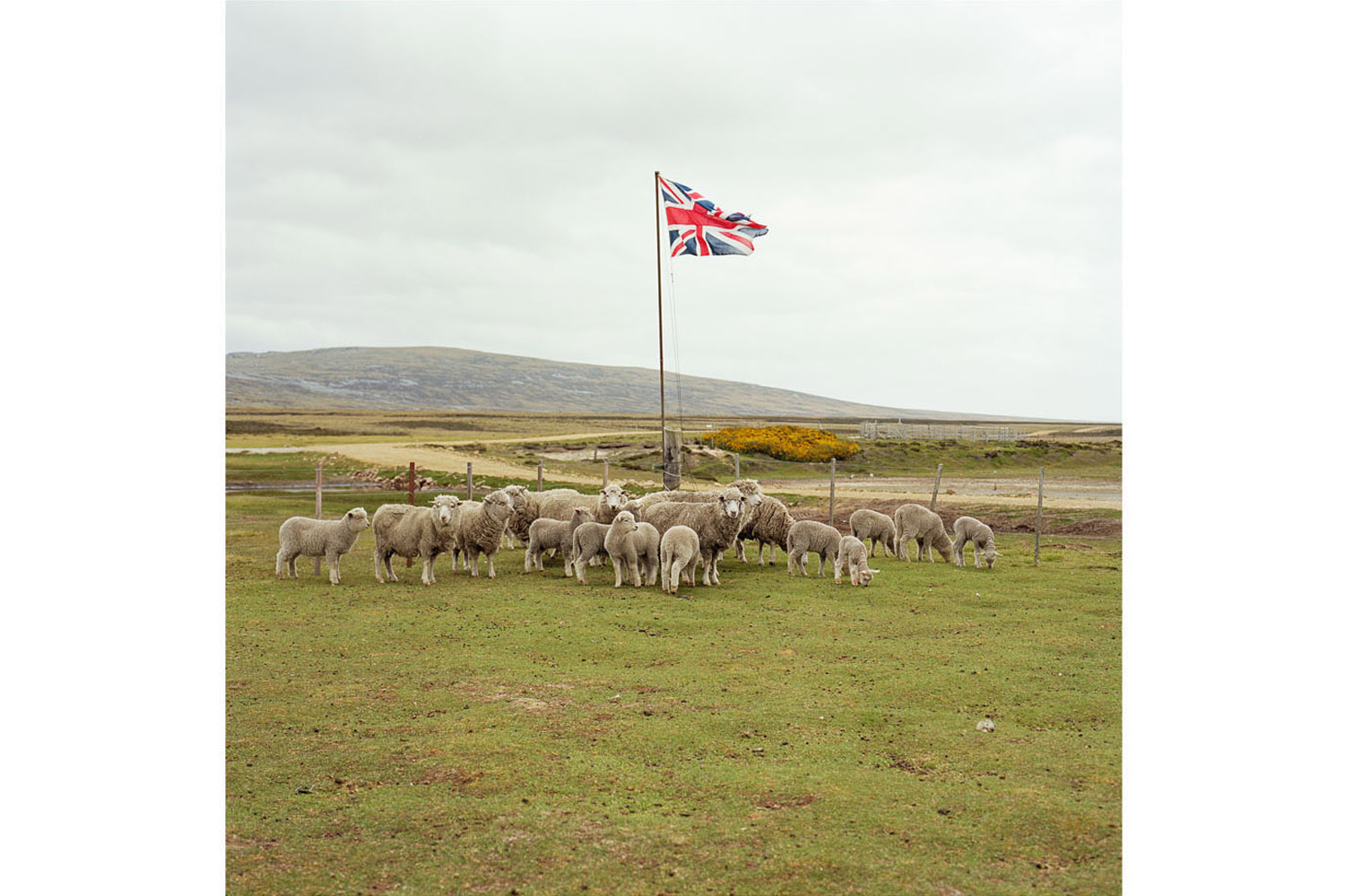 Sheep wait to be shorn while standing under the Union Jack flag, Long Island Farm, East Falkland, Falkland Islands. Farmland on the Falklands extends to well over 1 million hectares, carrying approximately 600,000 sheep. Before 1979 there were 36 farms in the Islands, with wealthy owners living back in the UK. As a result of Government policy, the land was split up to create a total of 88 individual smaller farms, and are mostly run as family units. 