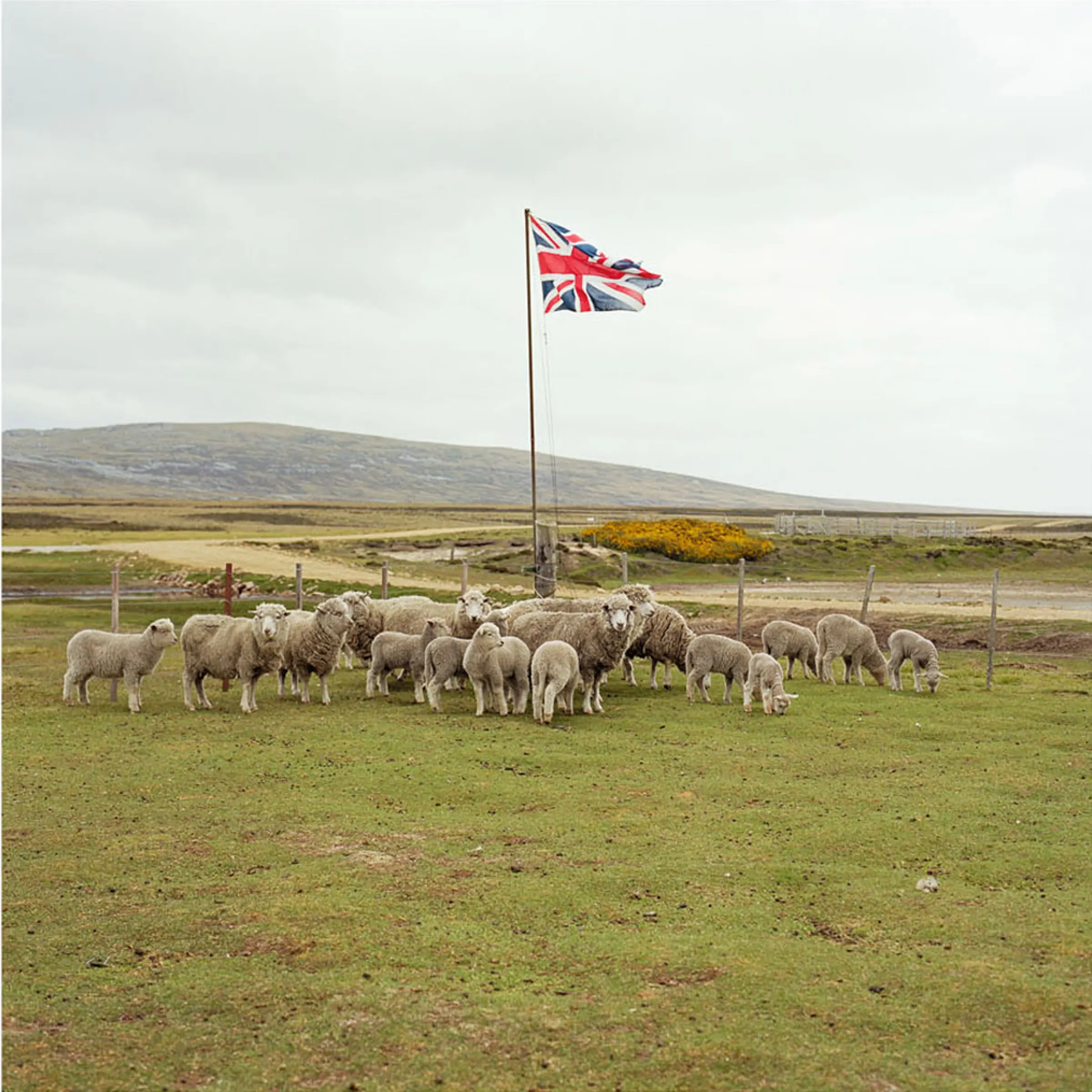 Sheep wait to be shorn while standing under the Union Jack flag, Long Island Farm, East Falkland, Falkland Islands. Farmland on the Falklands extends to well over 1 million hectares, carrying approximately 600,000 sheep. Before 1979 there were 36 farms in the Islands, with wealthy owners living back in the UK. As a result of Government policy, the land was split up to create a total of 88 individual smaller farms, and are mostly run as family units.