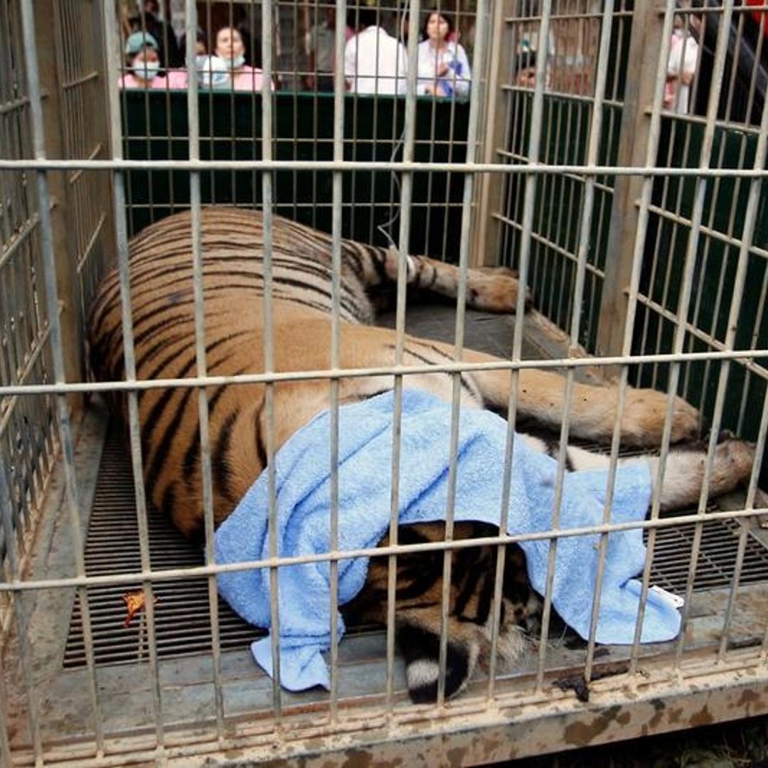 A sedated tiger is seen in a cage as officials start moving tigers from Thailand's controversial Tiger Temple in Kanchanaburi province