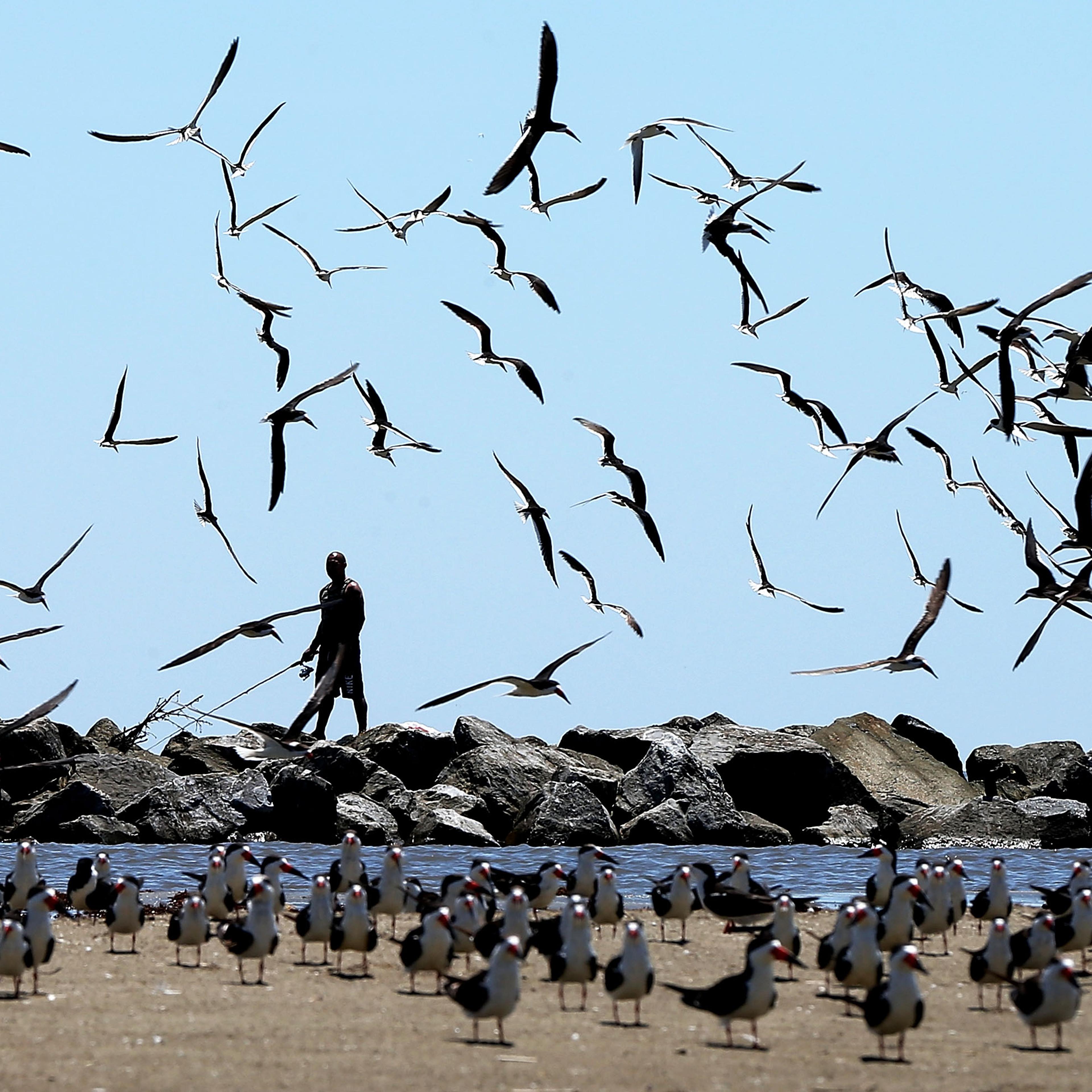 Birds fly over a man fishing on April 19, 2014 in Grand Isle, Louisiana, days after a BP announcement that it is ending its "active cleanup" on the Louisiana coast from the Deepwater Horizon oil spill.