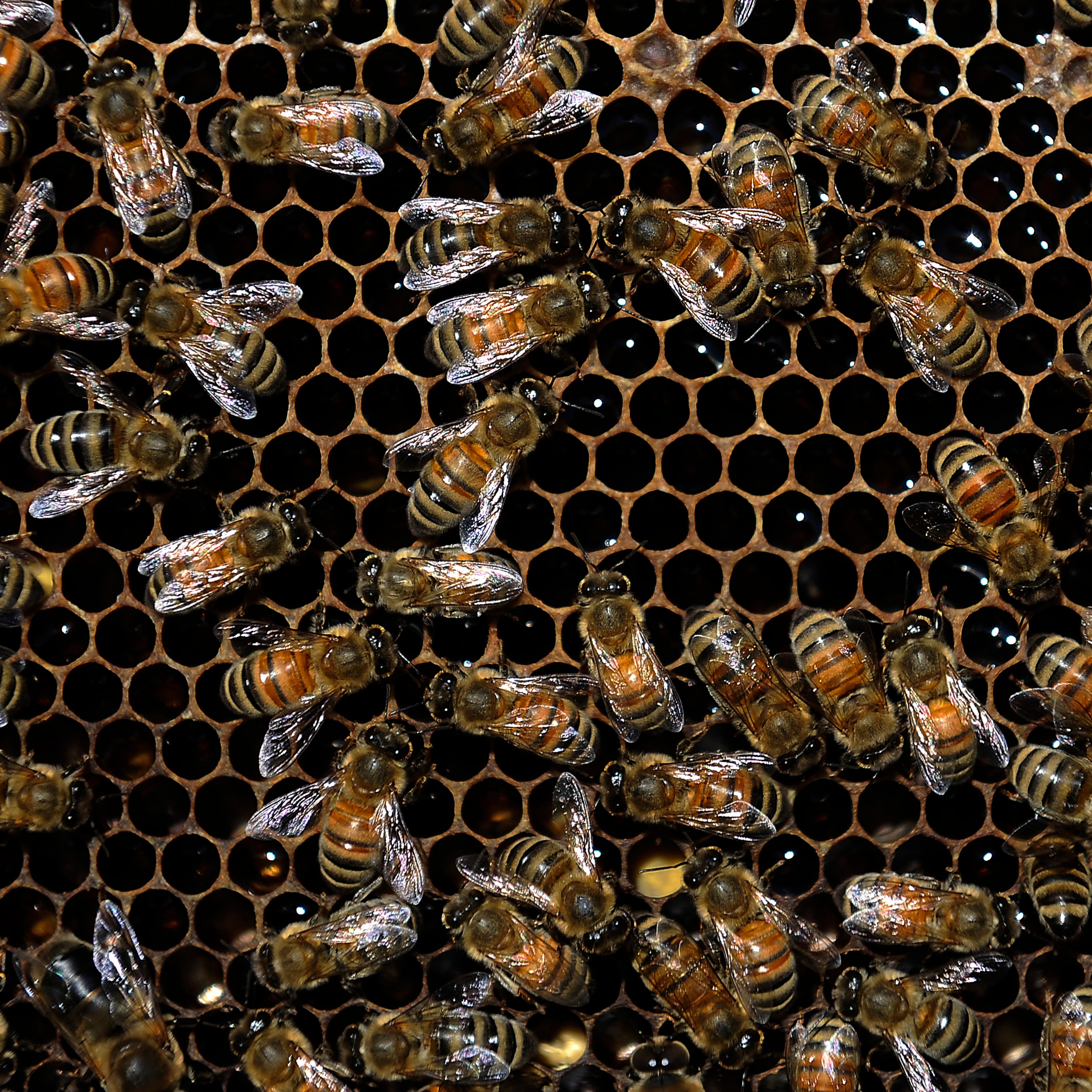 Honeybee Deaths Decline