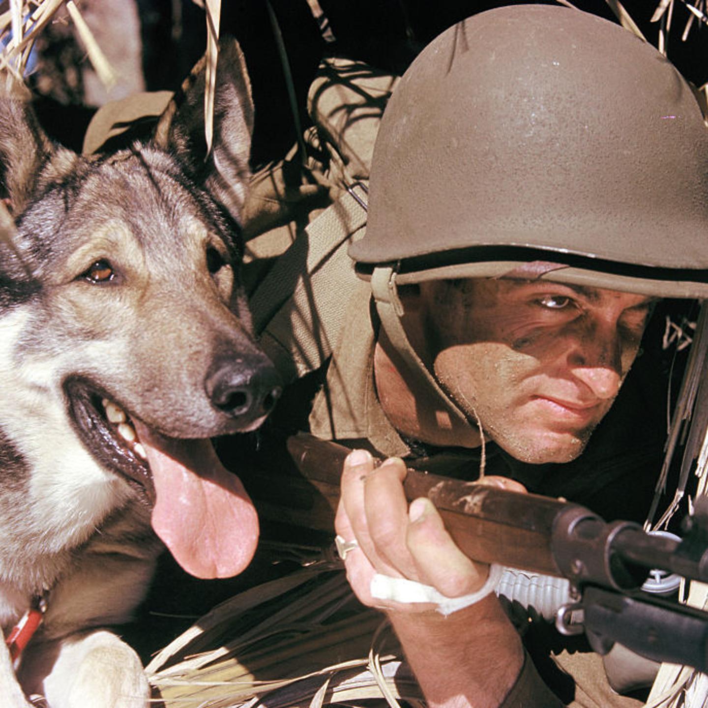 Rin Tin Tin & Soldier