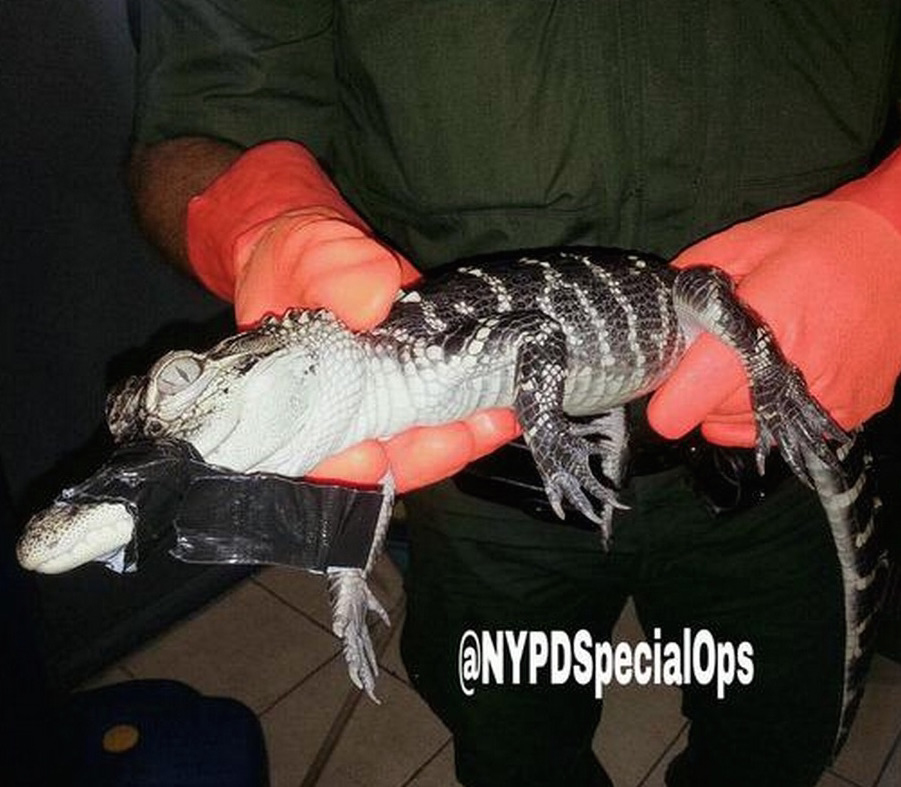 NYPD-alligator
