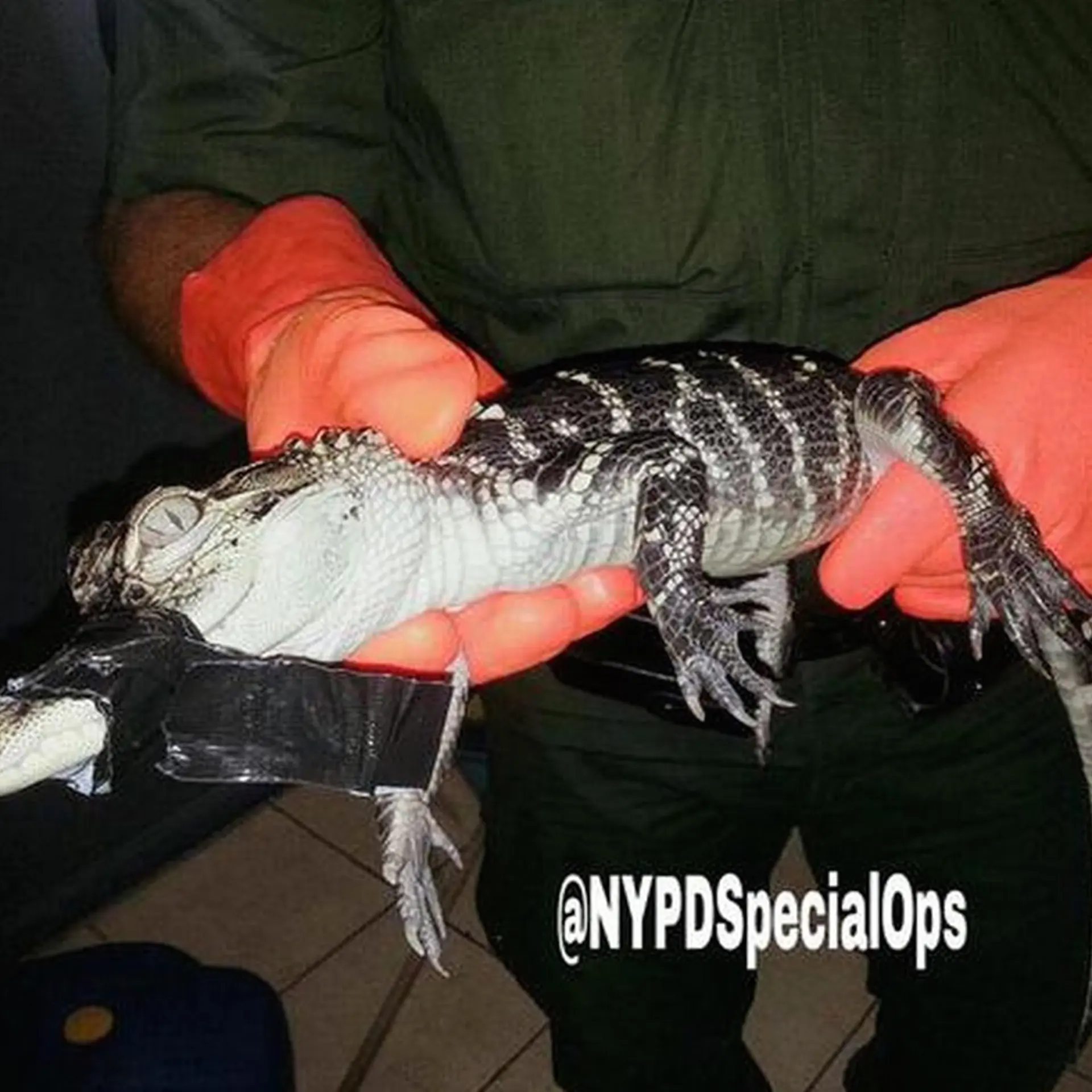 NYPD-alligator