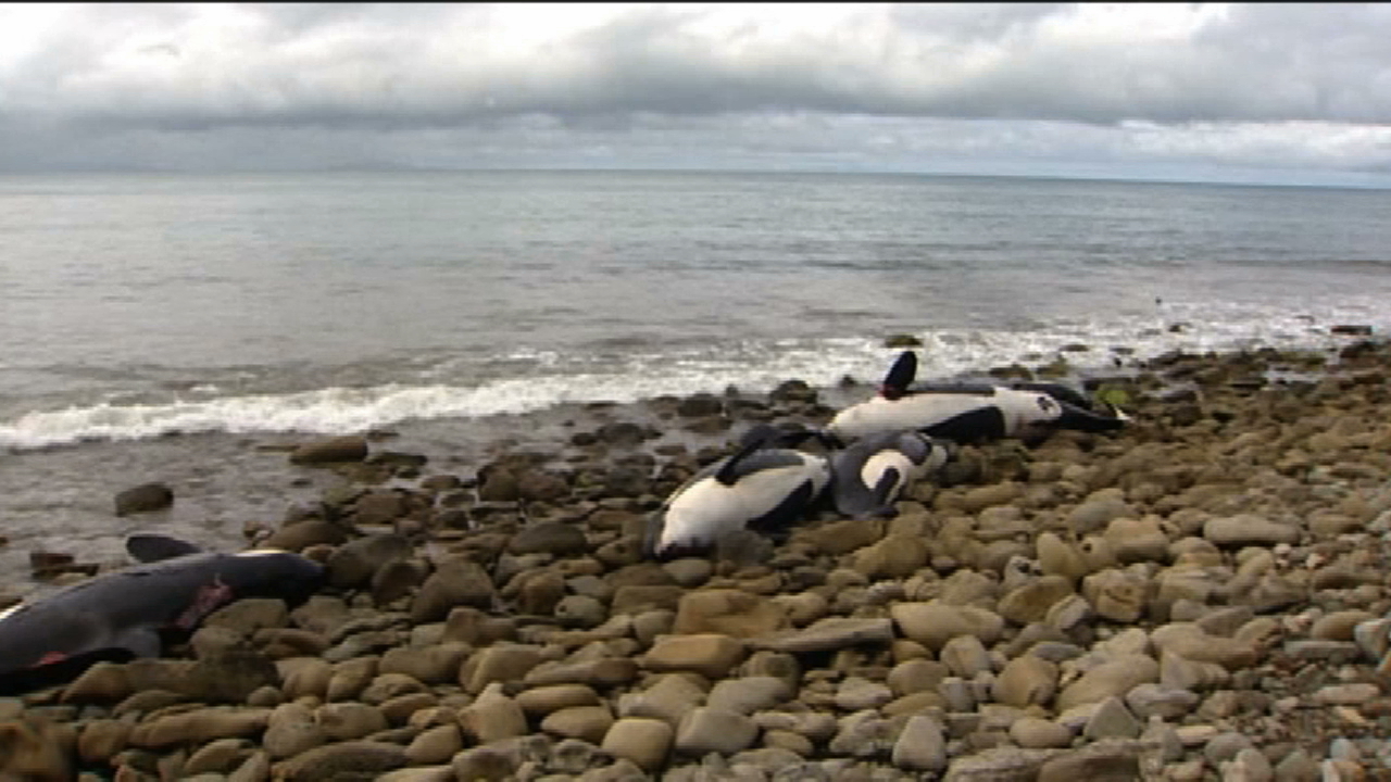 Nine orcas washed up dead in New Zealand, a devastating blow to the country's whale population.