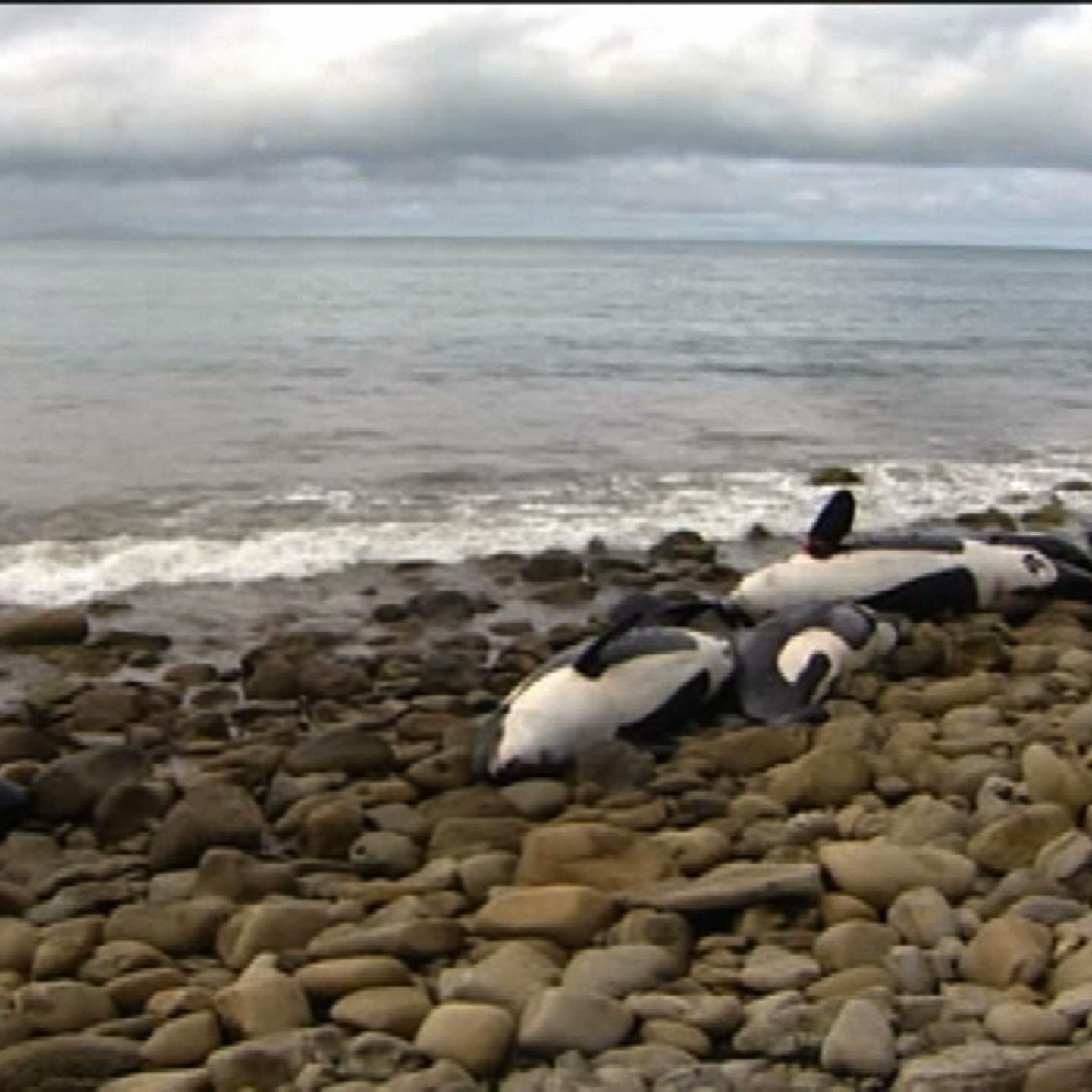 Nine orcas washed up dead in New Zealand, a devastating blow to the country's whale population.