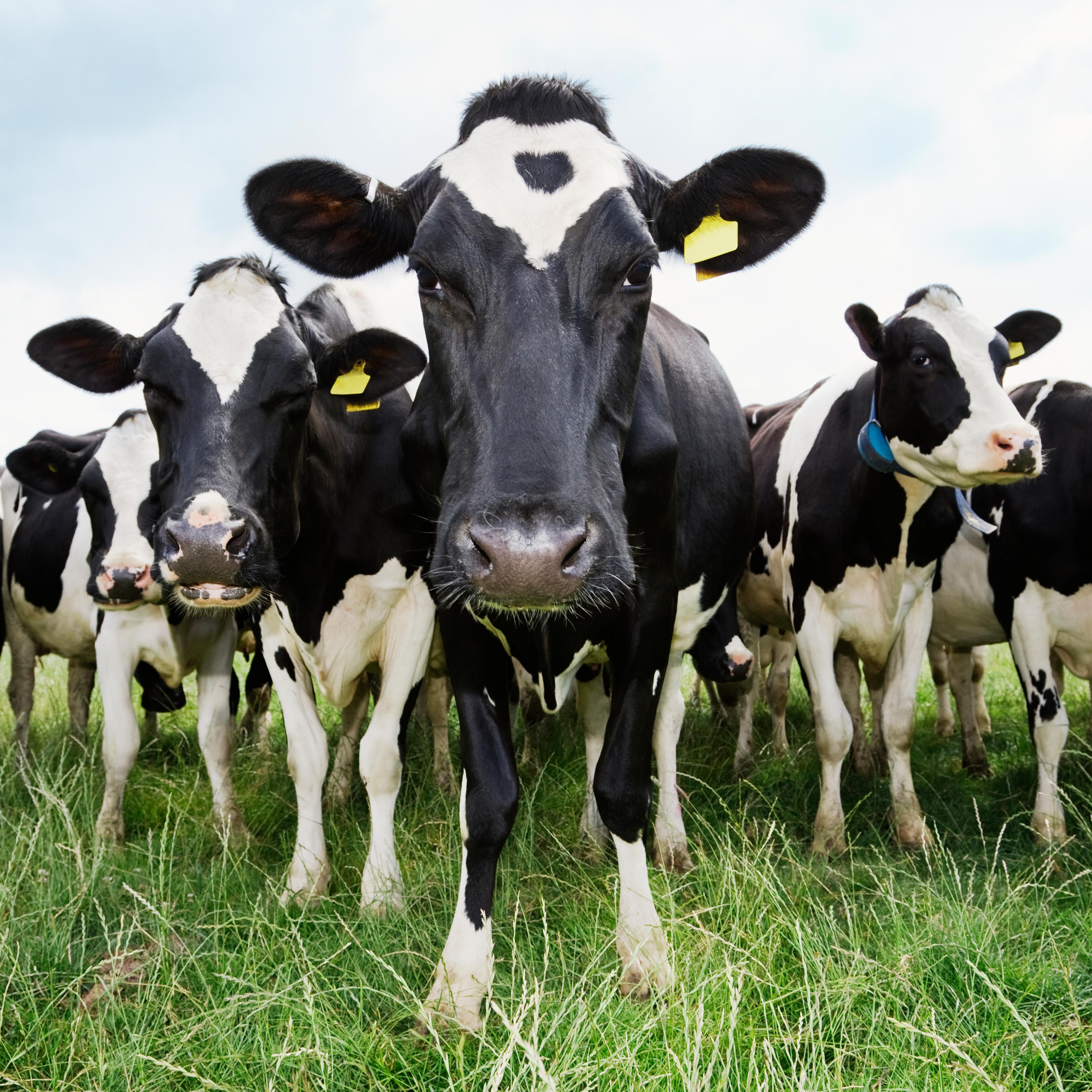 Cows standing in a row looking at camera